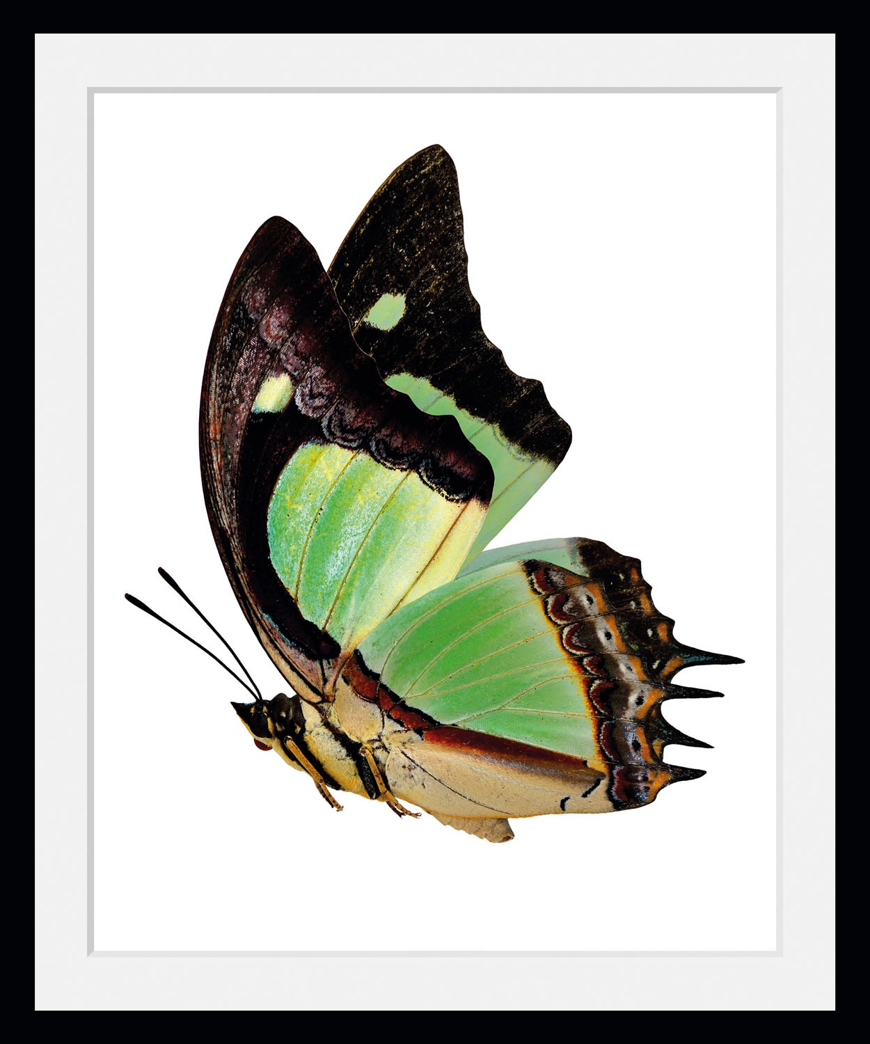 queence Bild »Charly« Insekten   Kunst   Schmetterlinge   historische Ereig günstig online kaufen