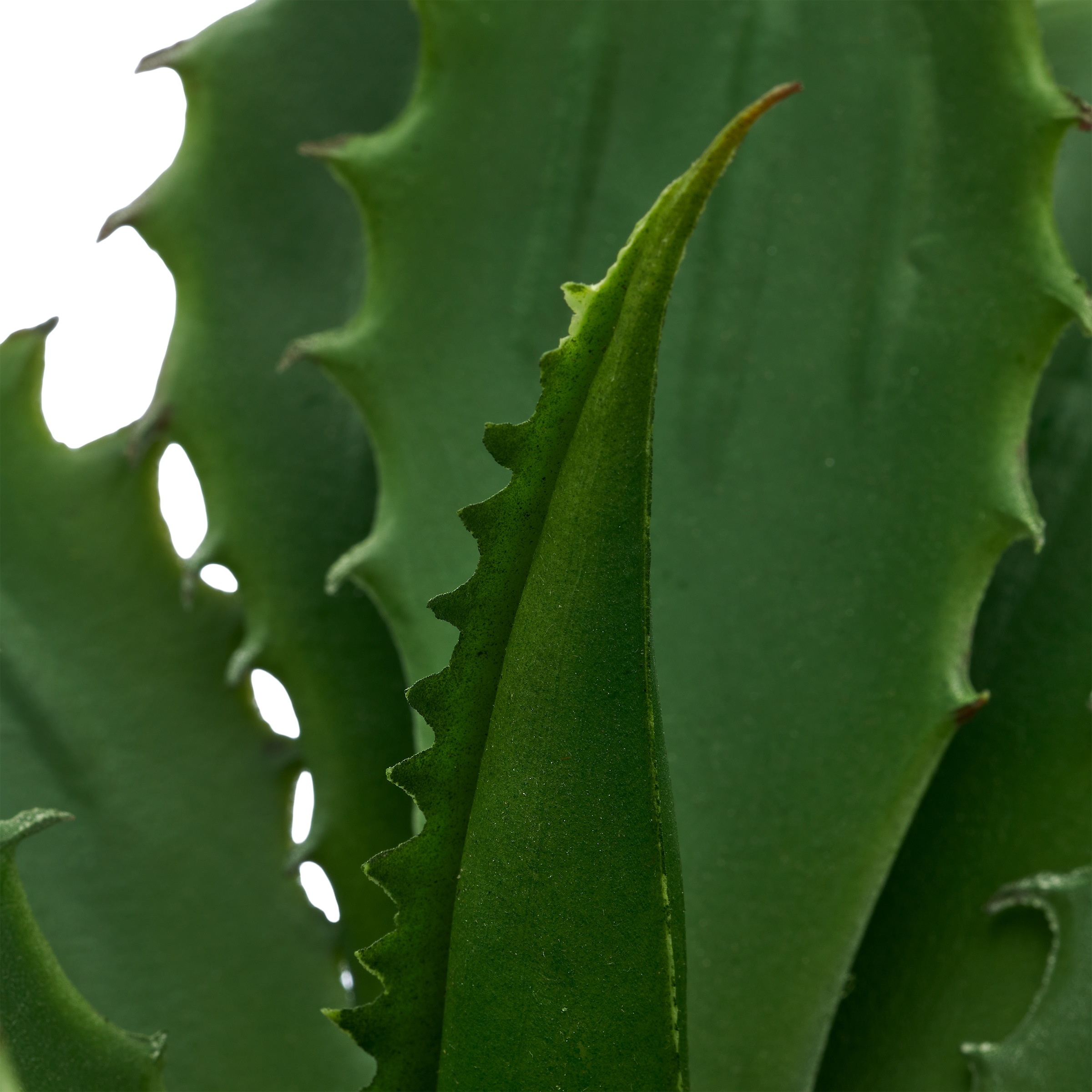 Creativ green Kunstpflanze »Echeveria« mit naturgetreuem Blattwerk