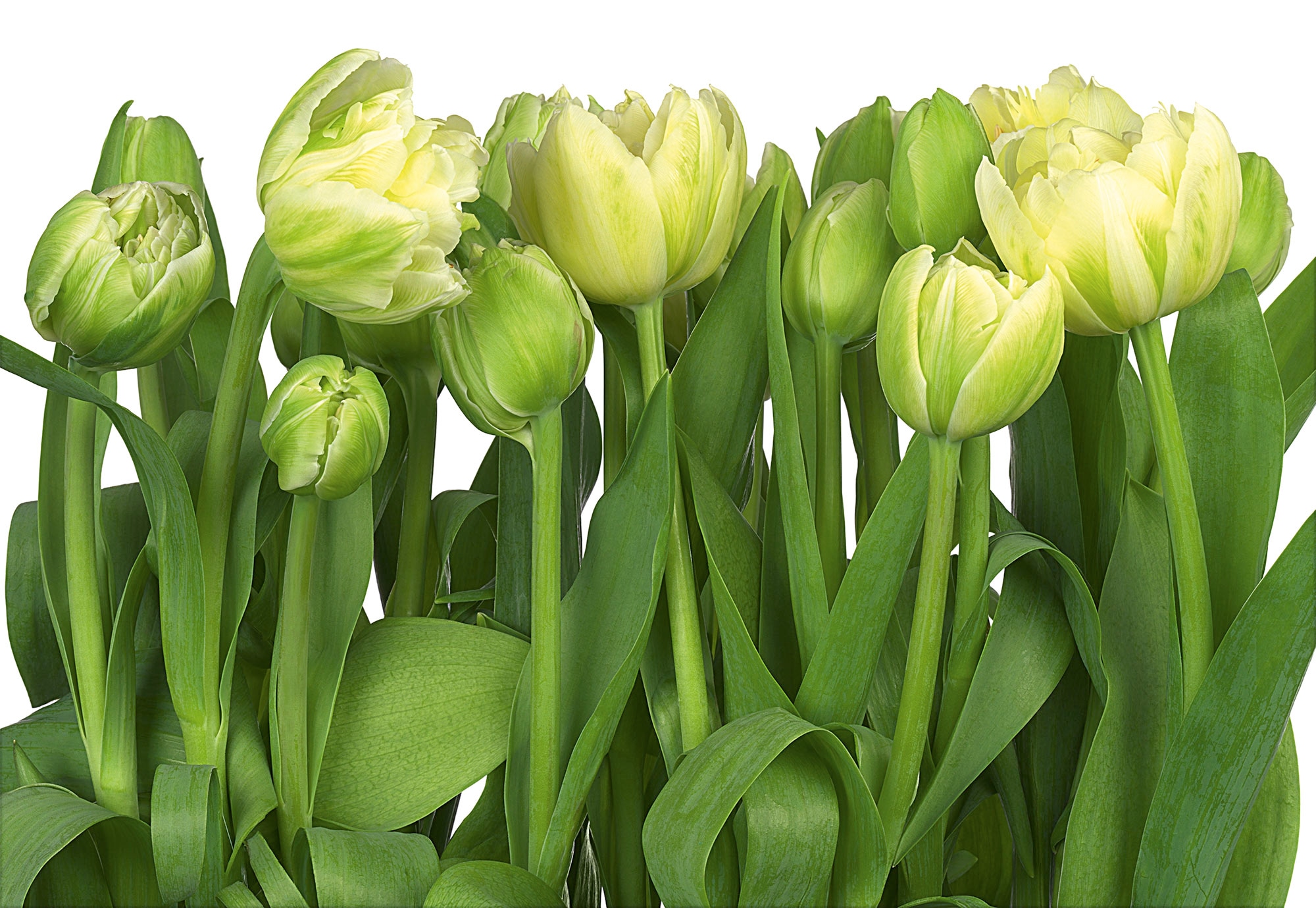Komar Fototapete »Papier Fototapete - Tulips - Größe 368 x 254 cm« Motiv | bedruckt glatt
