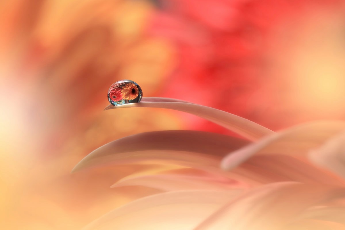 Papermoon Fototapete »Zen Wassertropfen mit Blume Makro« günstig online kaufen