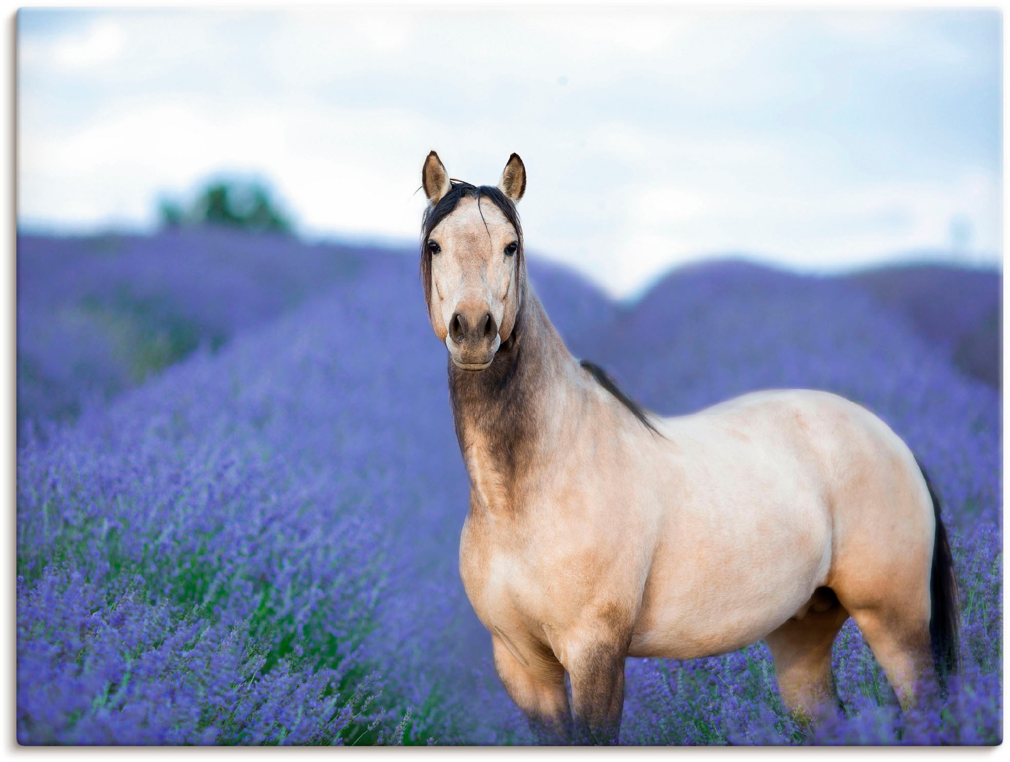 Artland Wandbild »Pferd und Blumen III«, Haustiere, (1 St.), als Leinwandbi günstig online kaufen