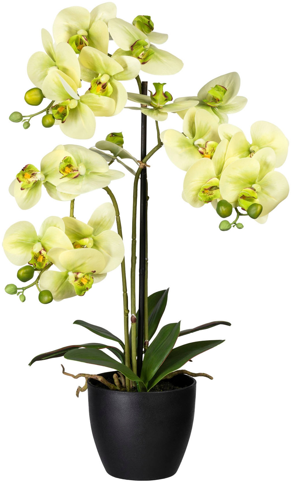 Creativ Kunstorchidee kaufen online »Phalaenopsis« green