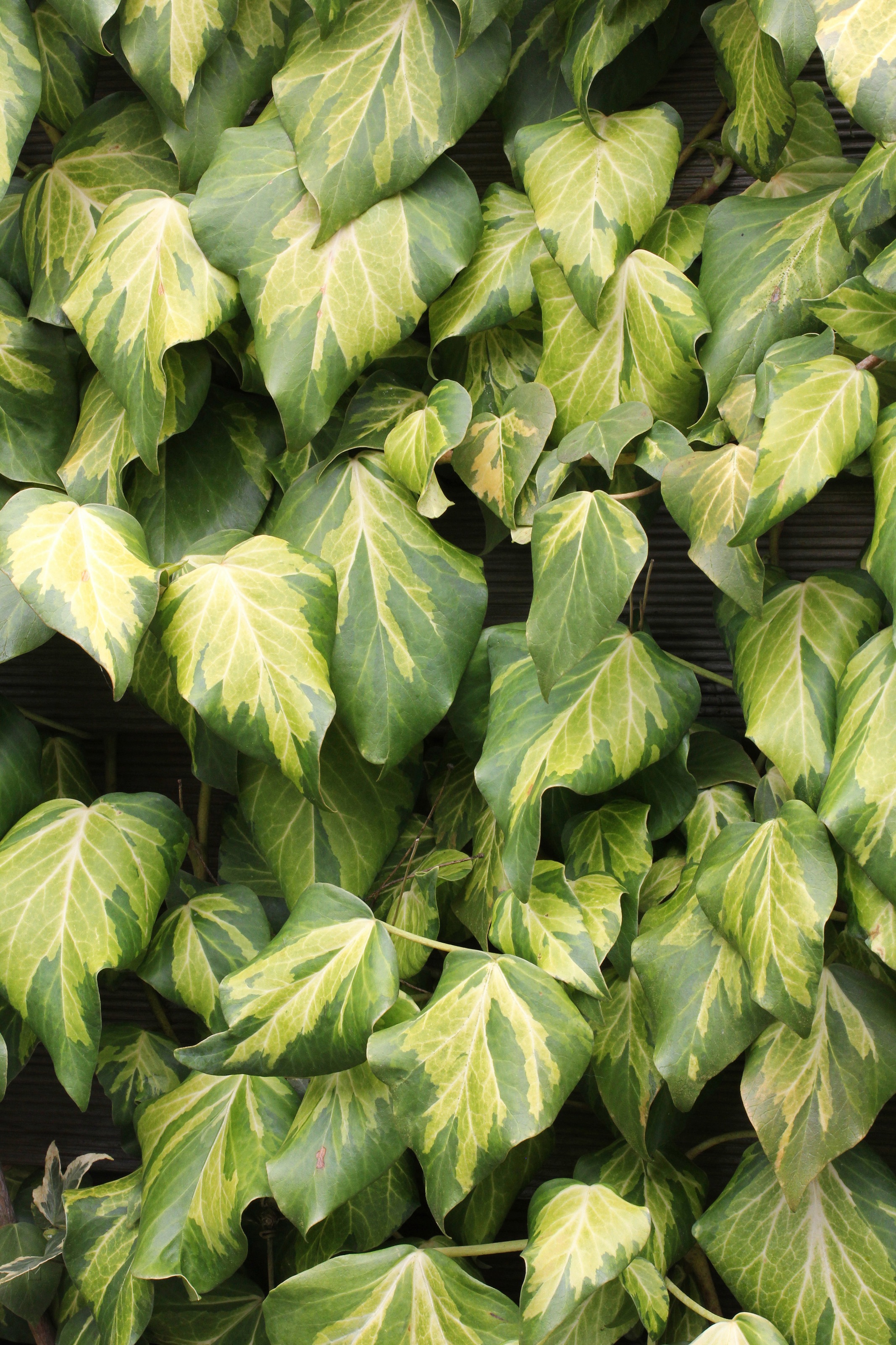 BCM Kletterpflanze »Efeu 'Dentata Variegata'«, (1 St.), Höhe: 40-60 cm, 1 Pflanze kaufen
