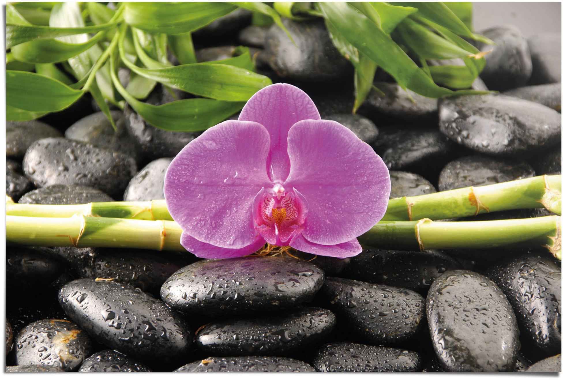 Reinders! Poster »Orchidee« 1 Stk. tlg.