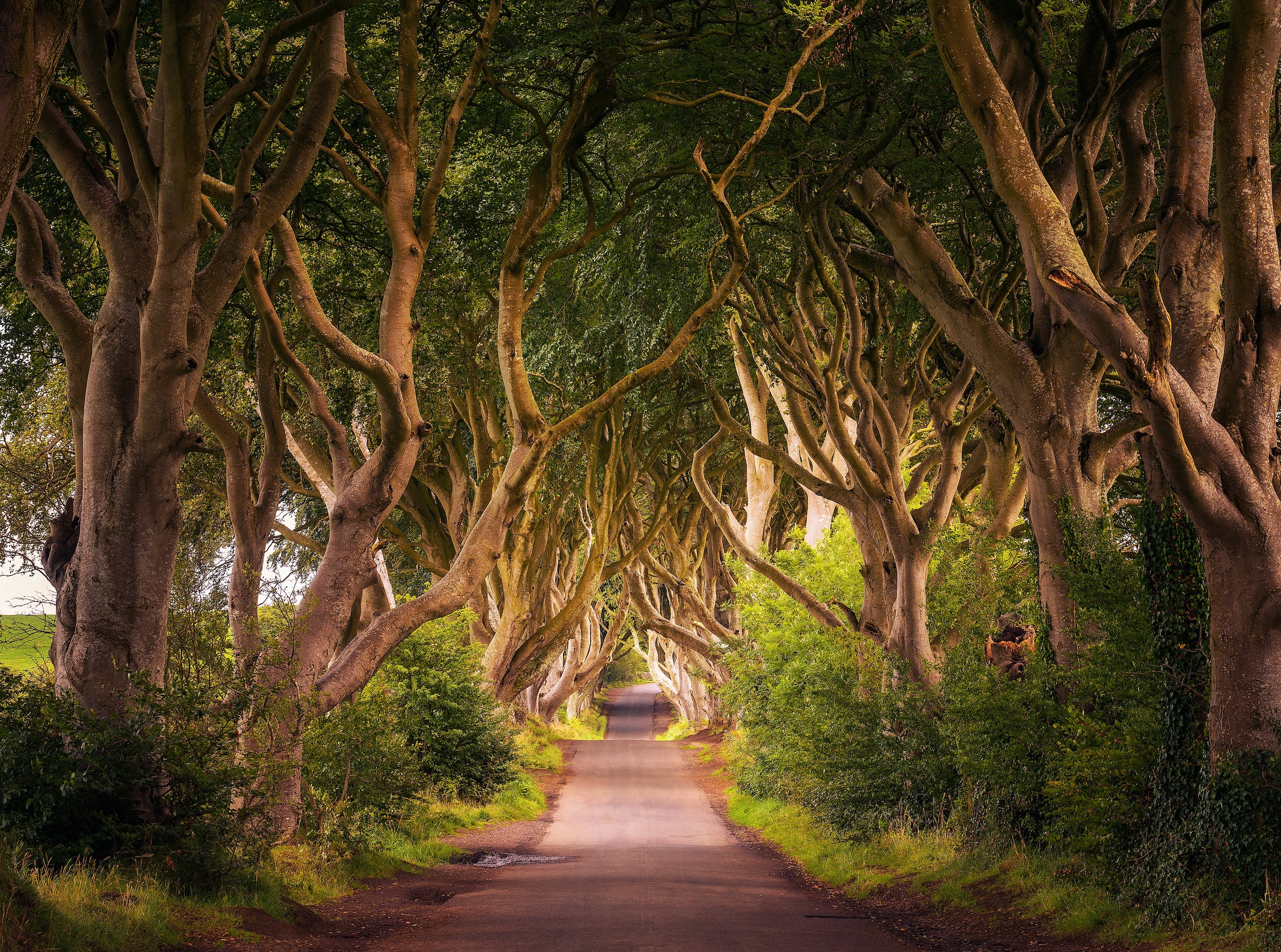 Papermoon Fototapete »Dark Hedges Tree Tunnel« günstig online kaufen