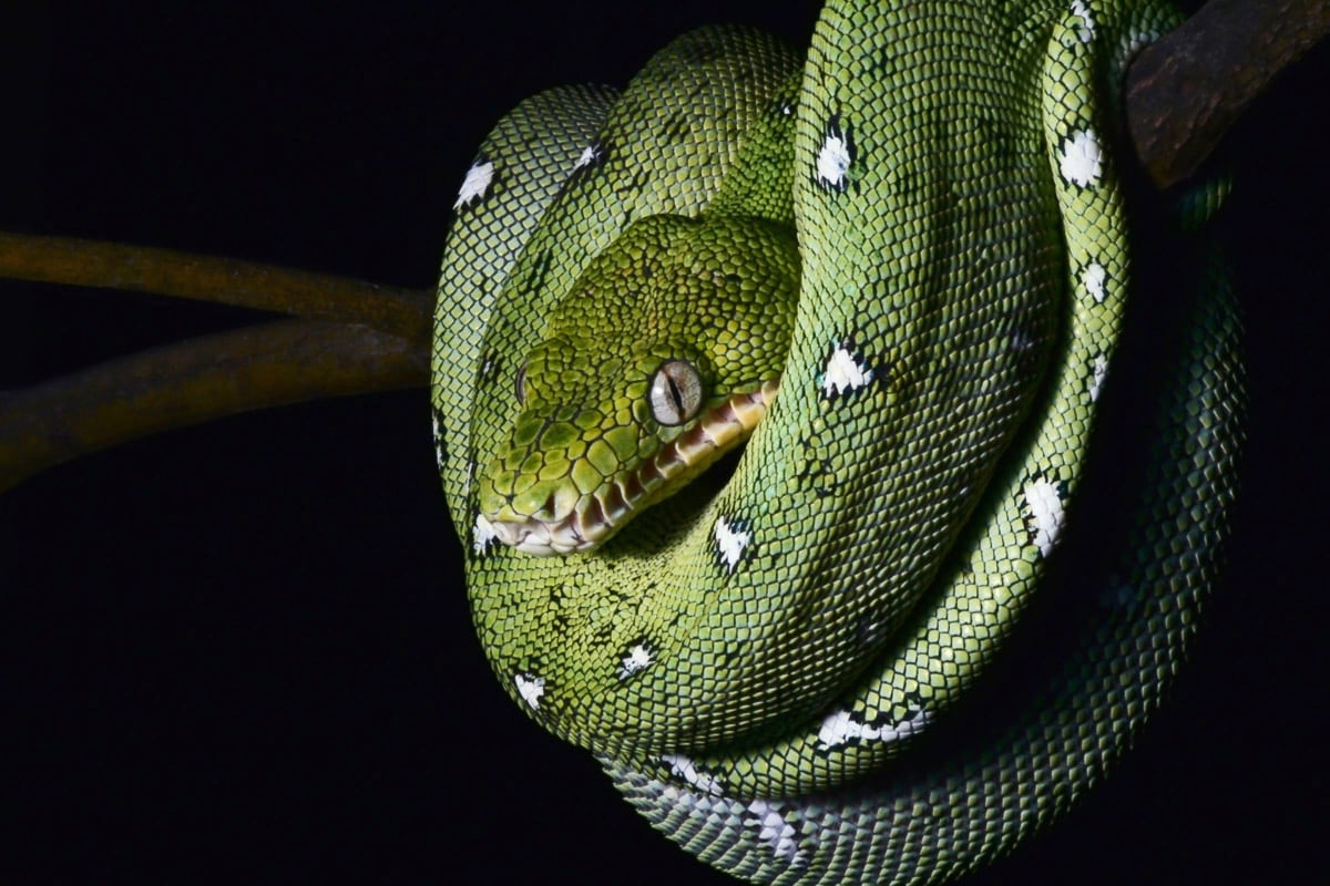 Papermoon Fototapete »SMARAGDBOA-SCHLANGE TIER REPTIL AMAZONAS REGENWALD BO günstig online kaufen