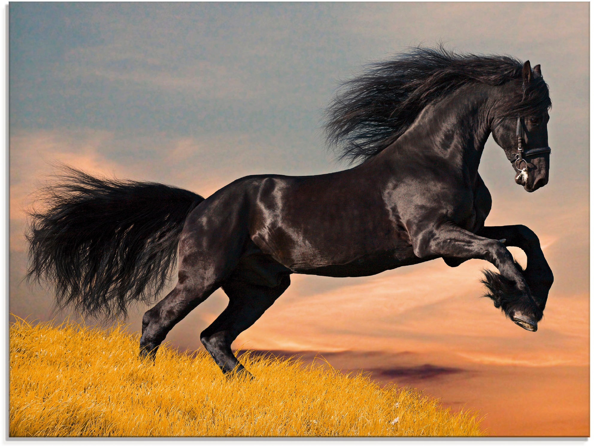 Artland Glasbild »Friesischer Hengstgalopp«, Haustiere, (1 St.), in verschi günstig online kaufen
