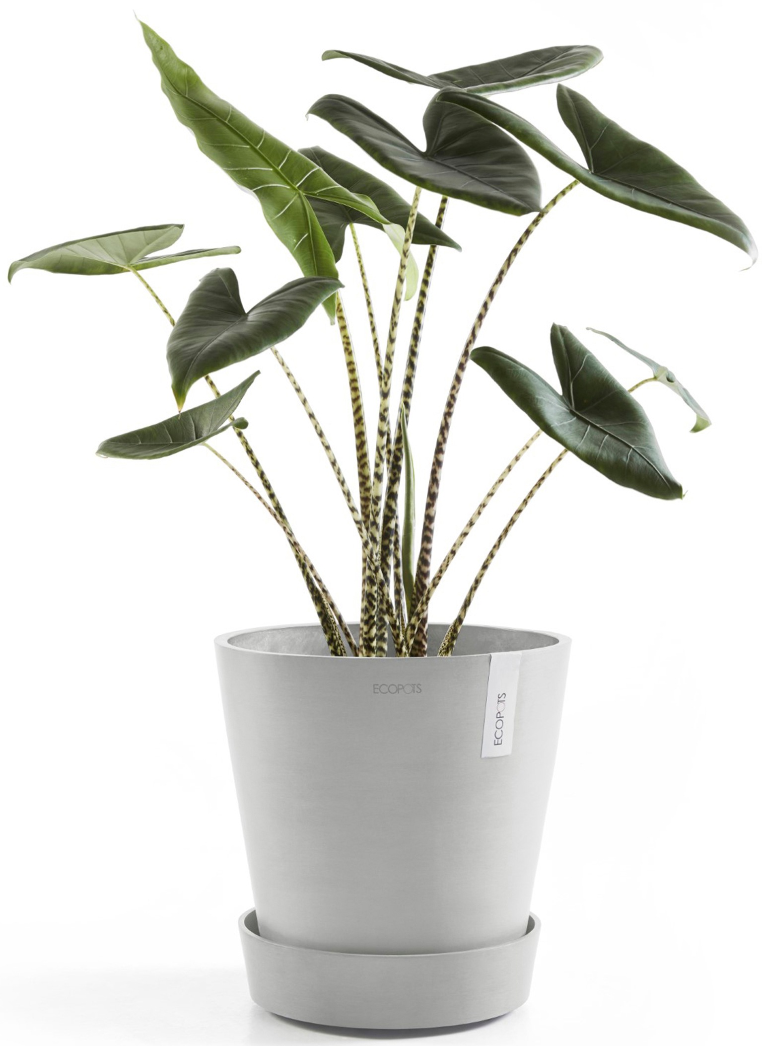 ECOPOTS Topfuntersetzer »mit Rollen 60 Weißgrau«, für innen und außen: frostsicher, bruchsicher und lichtbeständig