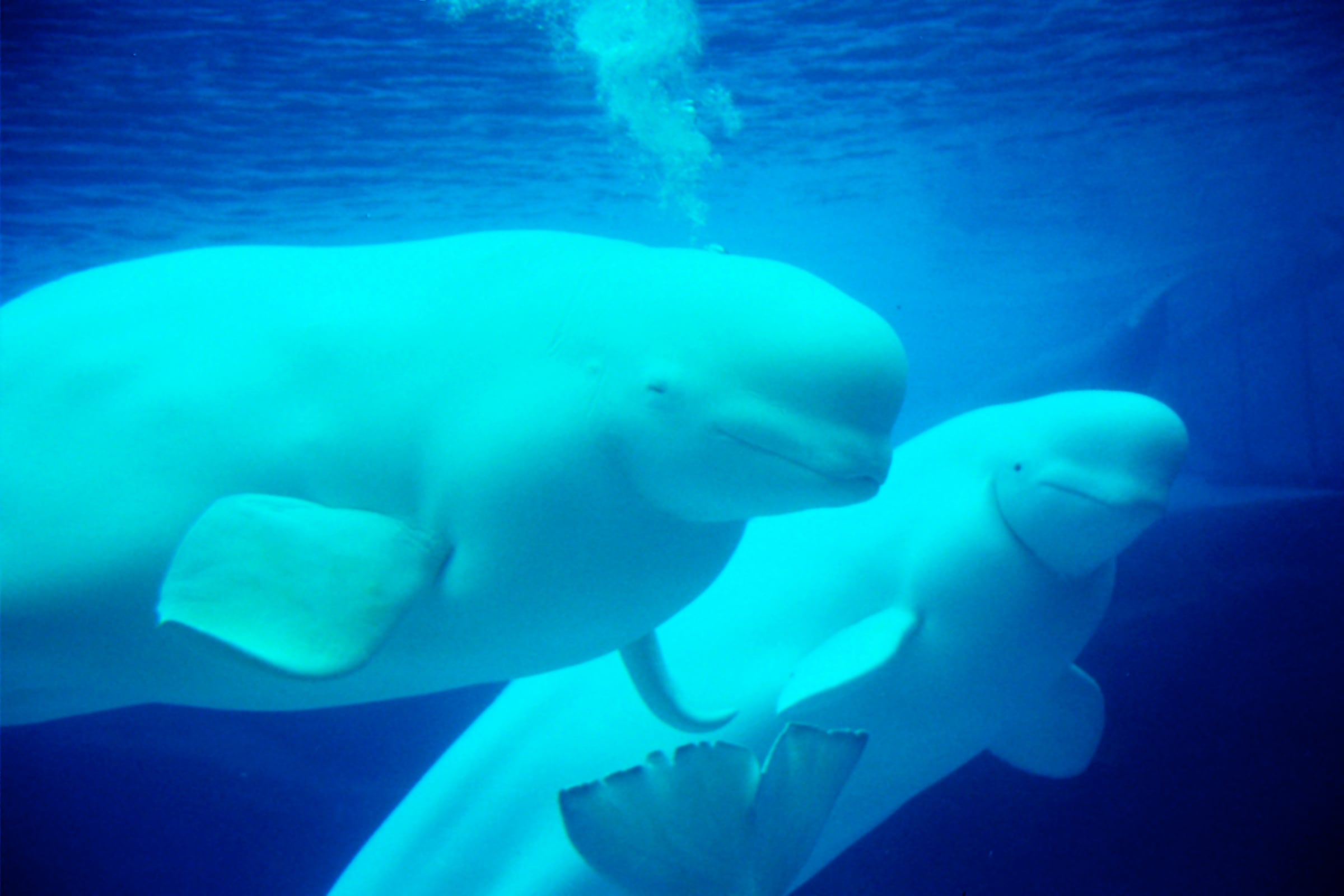 Papermoon Fototapete »Beluga Whales« glatt günstig online kaufen