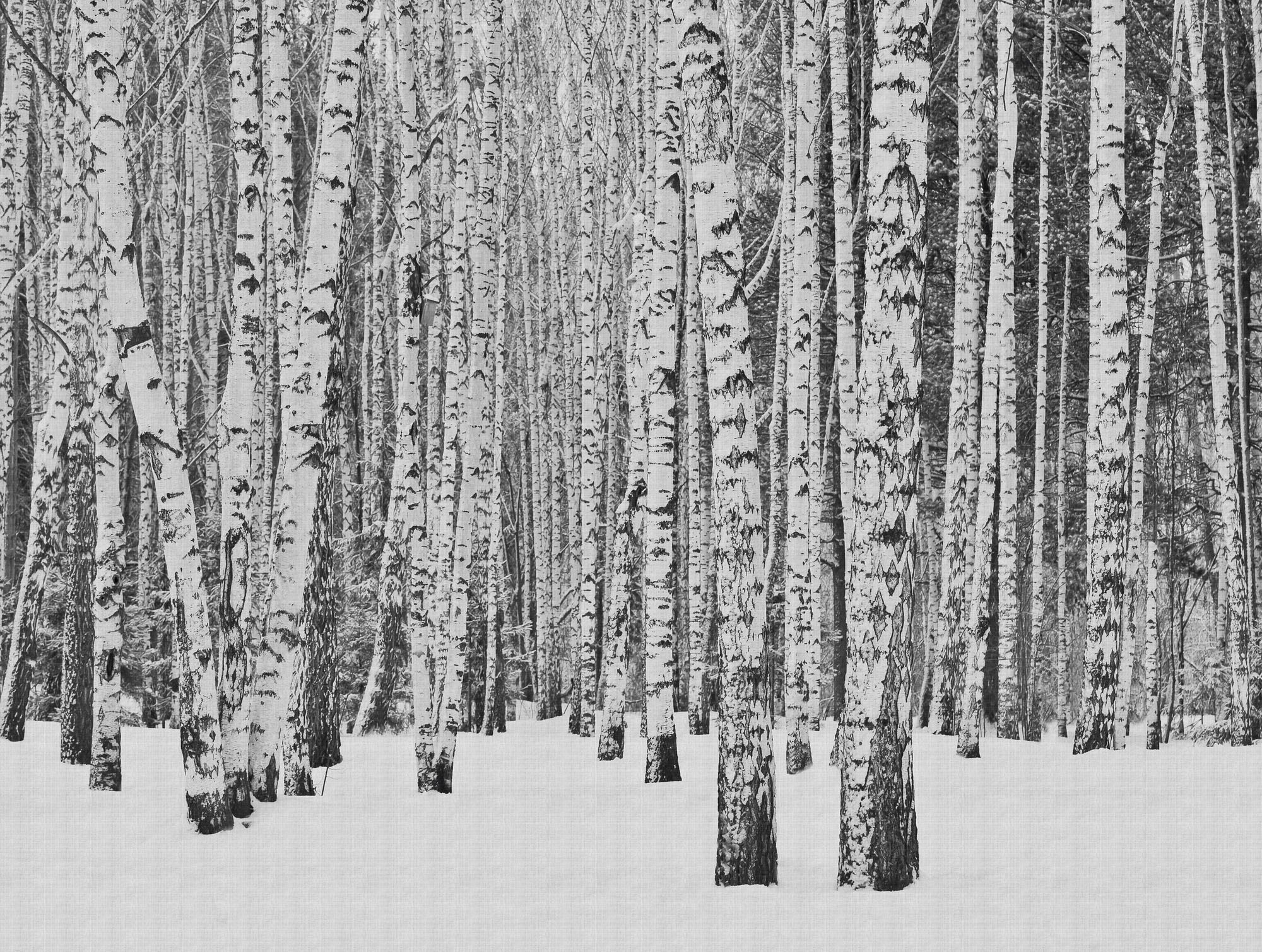 Fototapete »The Wall«, Wald-Schwarz-Weiß-Holz, Fototapete Wald Tapete Birkenwald...