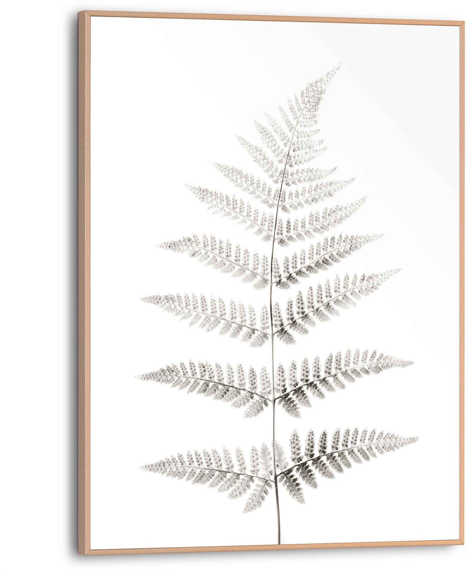Reinders! Bild »Farn Pflanz - Natur - Botanisch«, (1 St.)