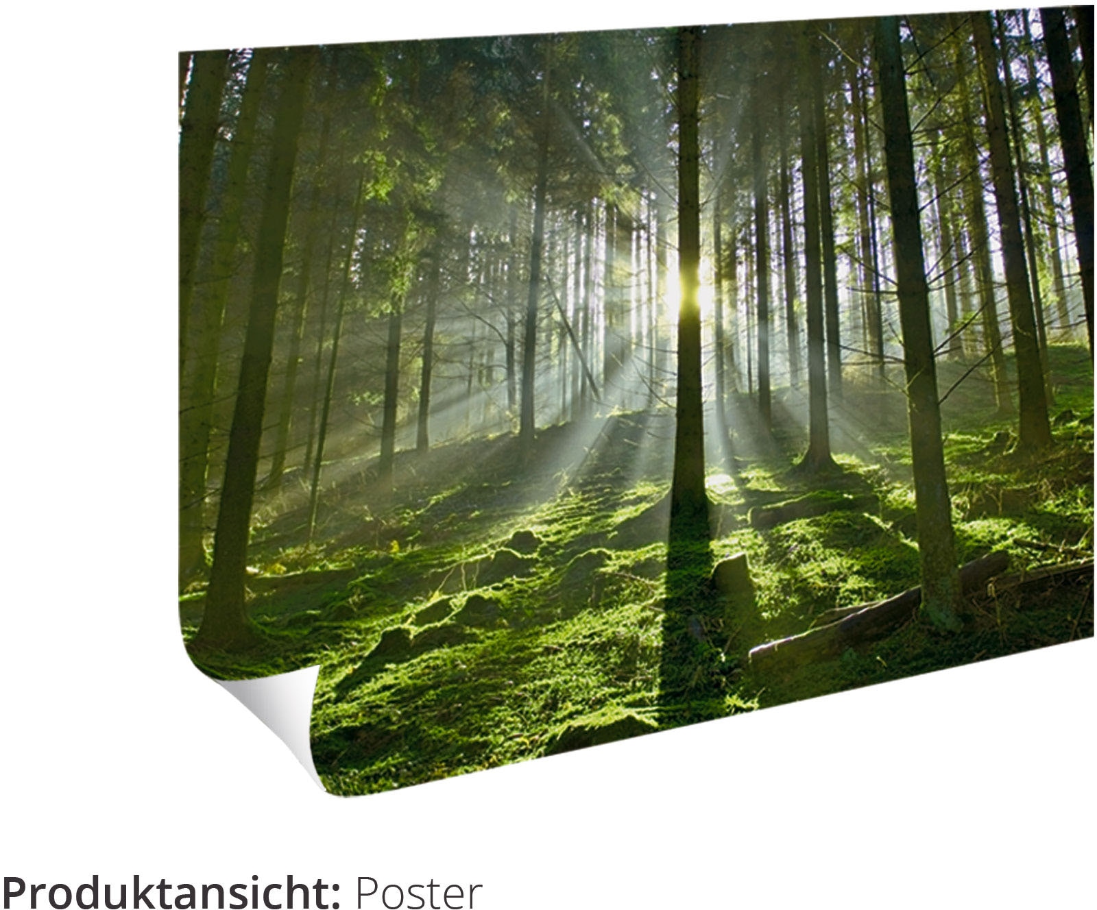 Artland Wandbild »Herbst im Wald II«, Waldbilder, (1 St.), als Alubild,  Leinwandbild, Wandaufkleber oder Poster in versch. Größen auf Raten  bestellen