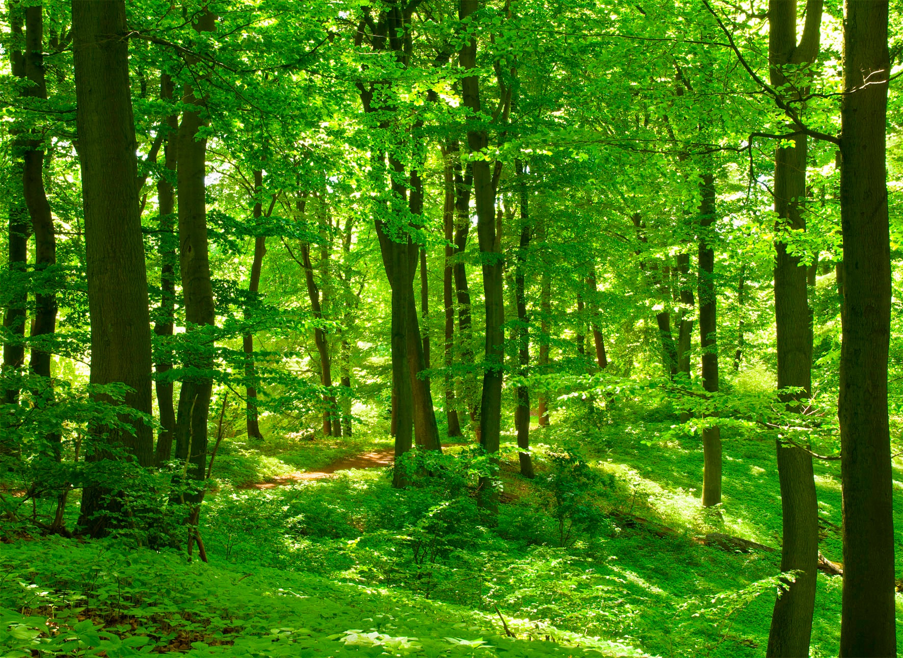 Papermoon Fototapete »Forest in Spring« glatt günstig online kaufen