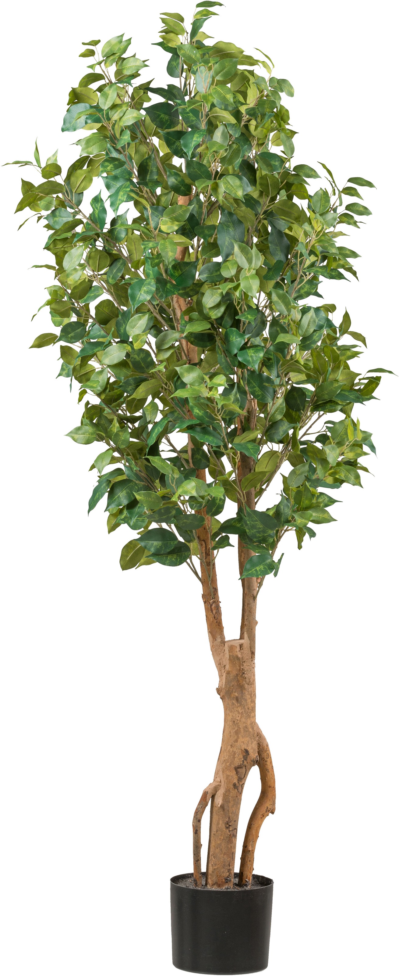 Creativ green Kunstpflanze »Ficus benjamina« mit sehr naturgetreu gestaltet günstig online kaufen