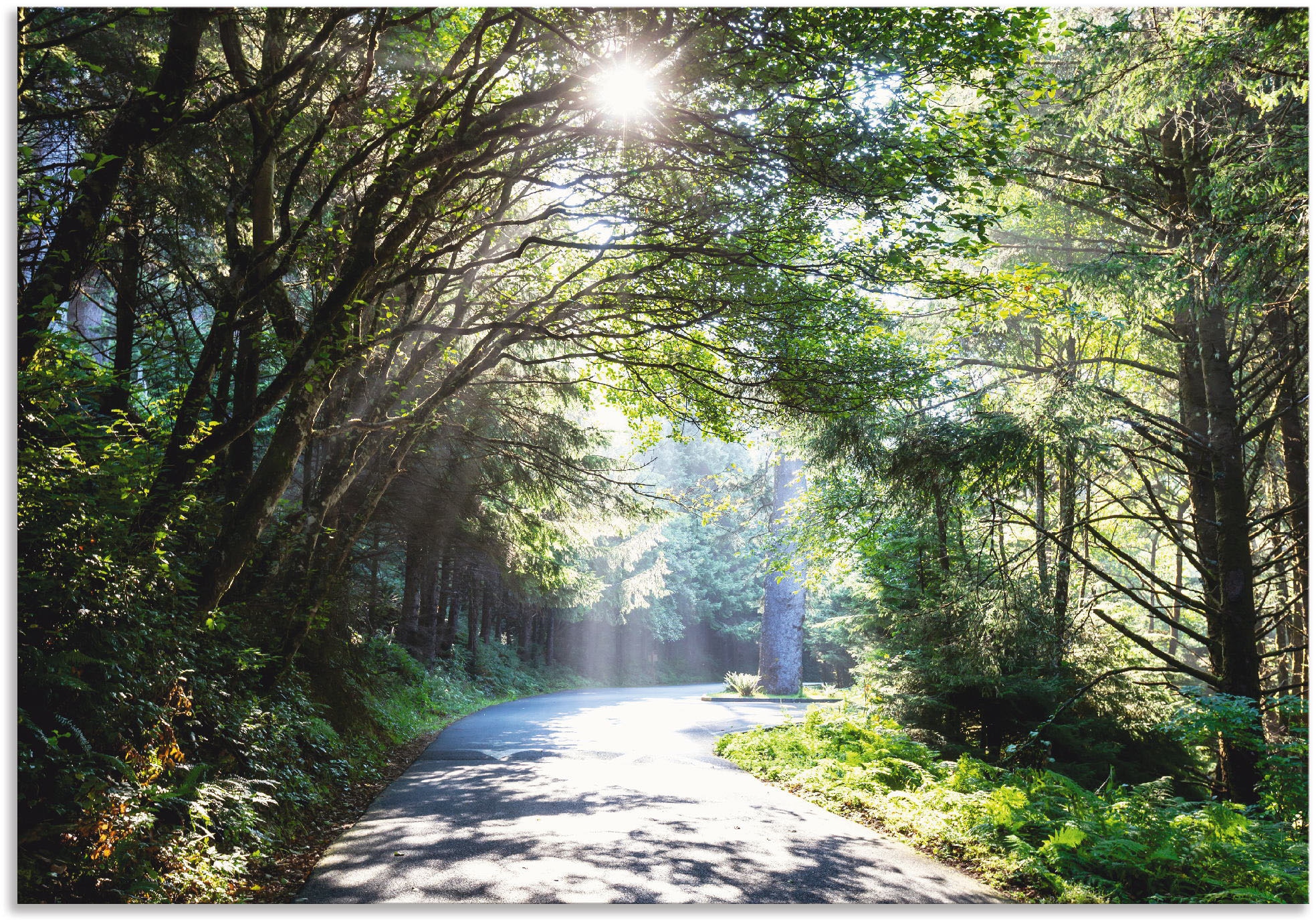 Artland Wandbild "Sonniger Wald", Baumbilder, (1 St.), als Alubild, Outdoor günstig online kaufen