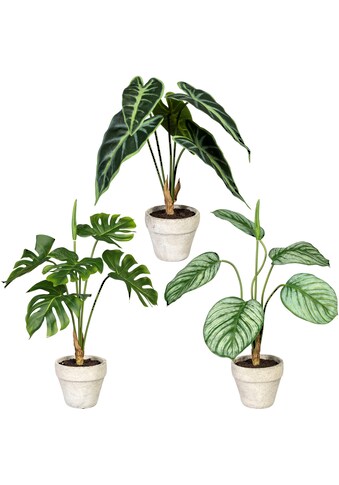 Creativ green Künstliche Zimmerpflanze »Set aus Grünpflanzen«, (3 St.), im Zementtopf,... kaufen
