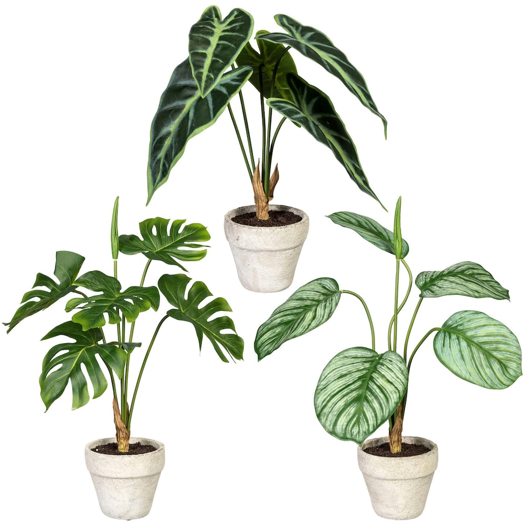 Creativ green Künstliche Zimmerpflanze »Set aus Grünpflanzen«