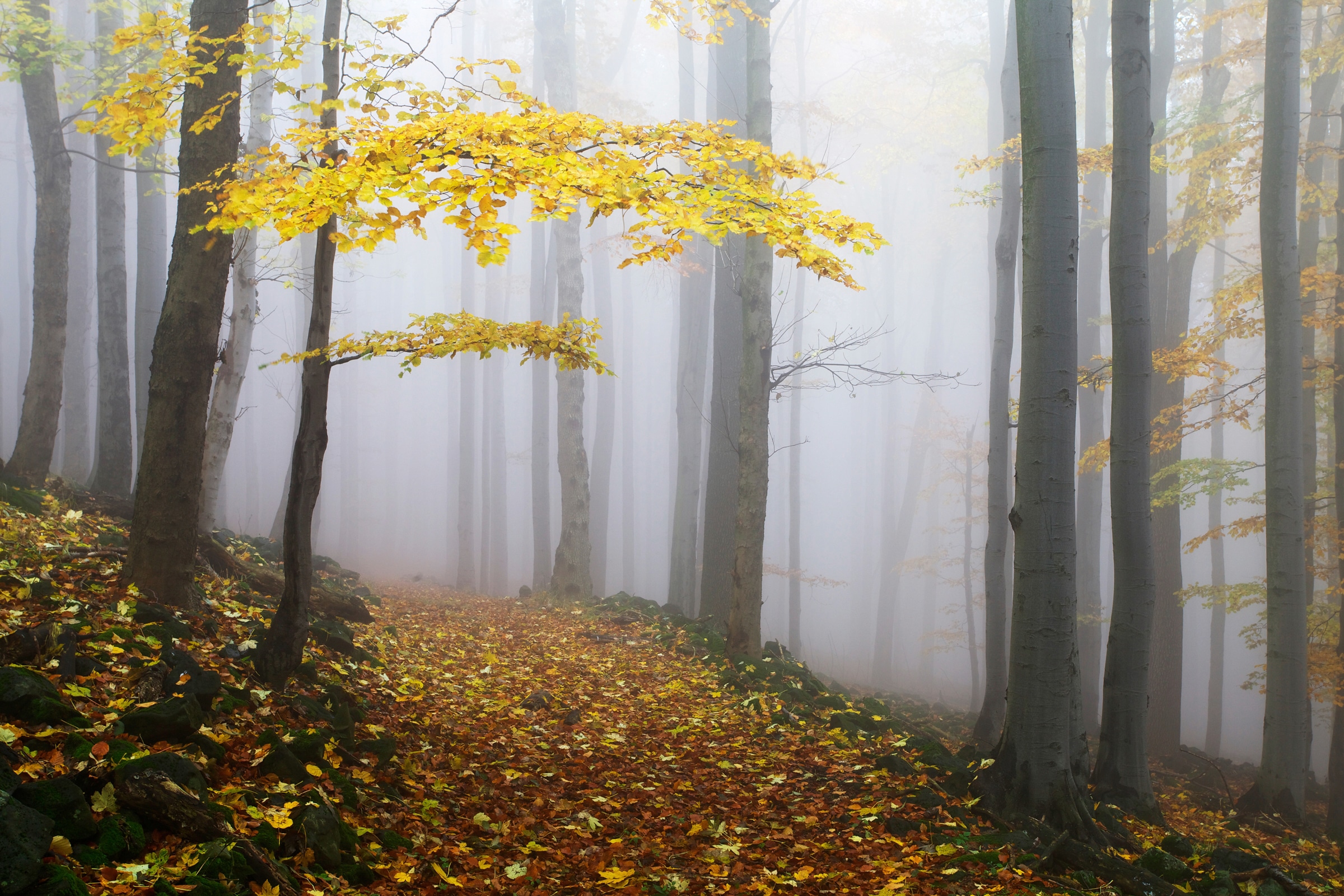 Papermoon Fototapete »Photo-Art MARTIN RAK, NOVEMBERWALD« günstig online kaufen