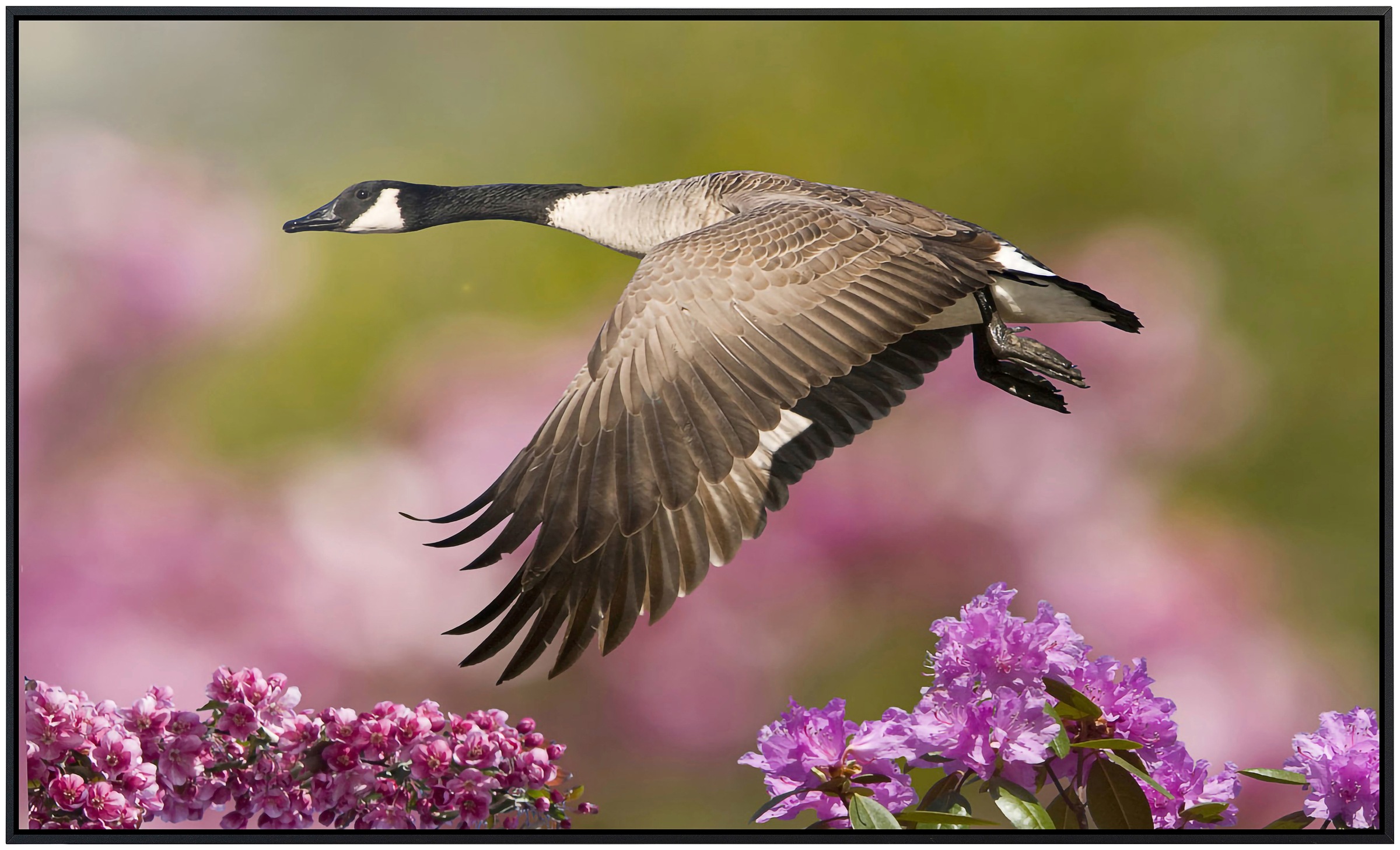 Papermoon Infrarotheizung »Vogel mit Blumen«, sehr angenehme Strahlungswärme
