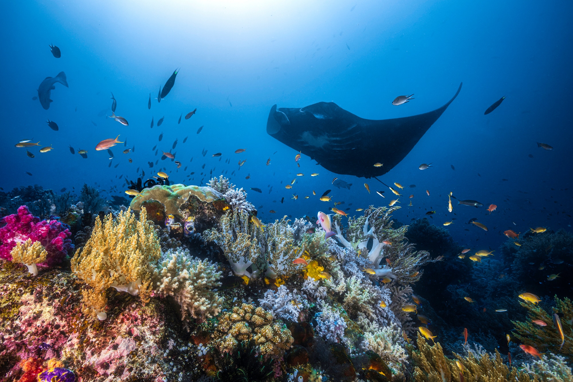 Papermoon Fototapete »Photo-Art BARATHIEU GABRIEL, MANTA REEF AUF DEM RIFF« günstig online kaufen