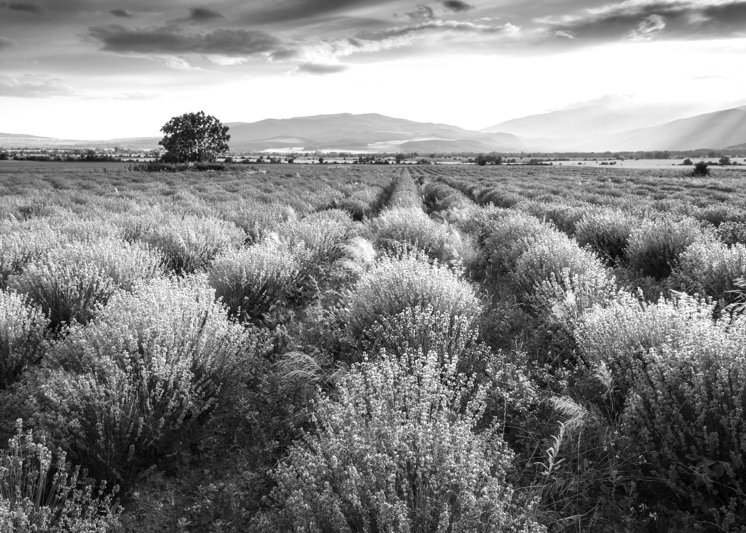 Papermoon Fototapete »Landschaft schwarz & weiß« günstig online kaufen