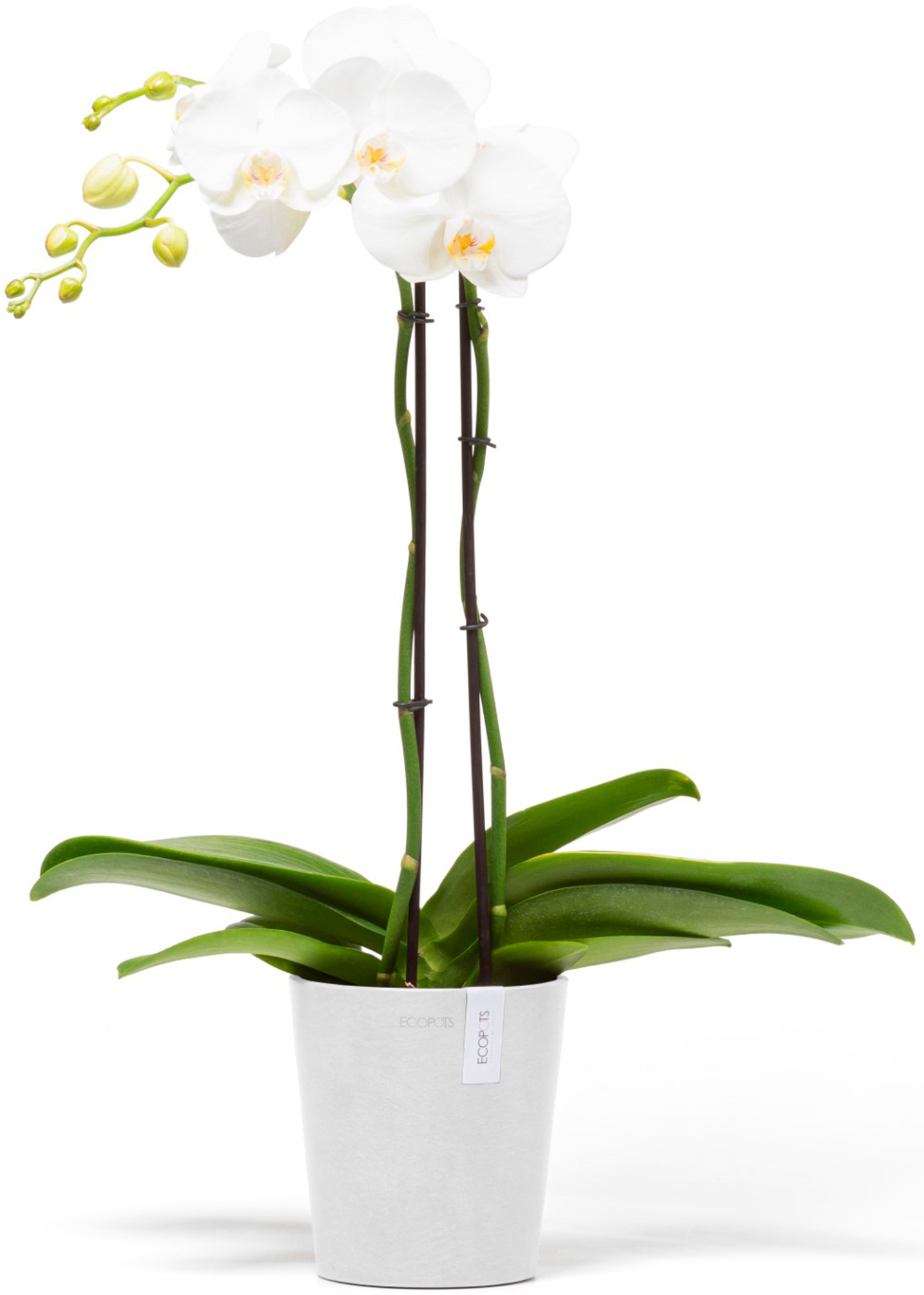 ECOPOTS Blumentopf »Morinda Orchidee 14 Weiß«, für den Innenbereich