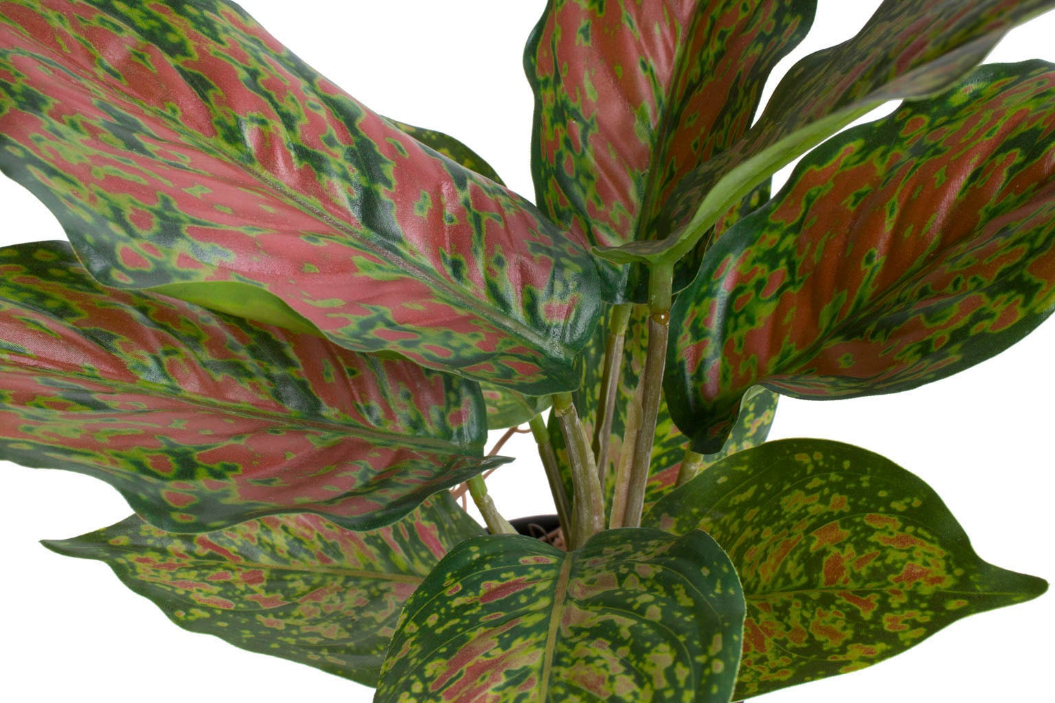 Botanic-Haus Künstliche Zimmerpflanze »Caladium«