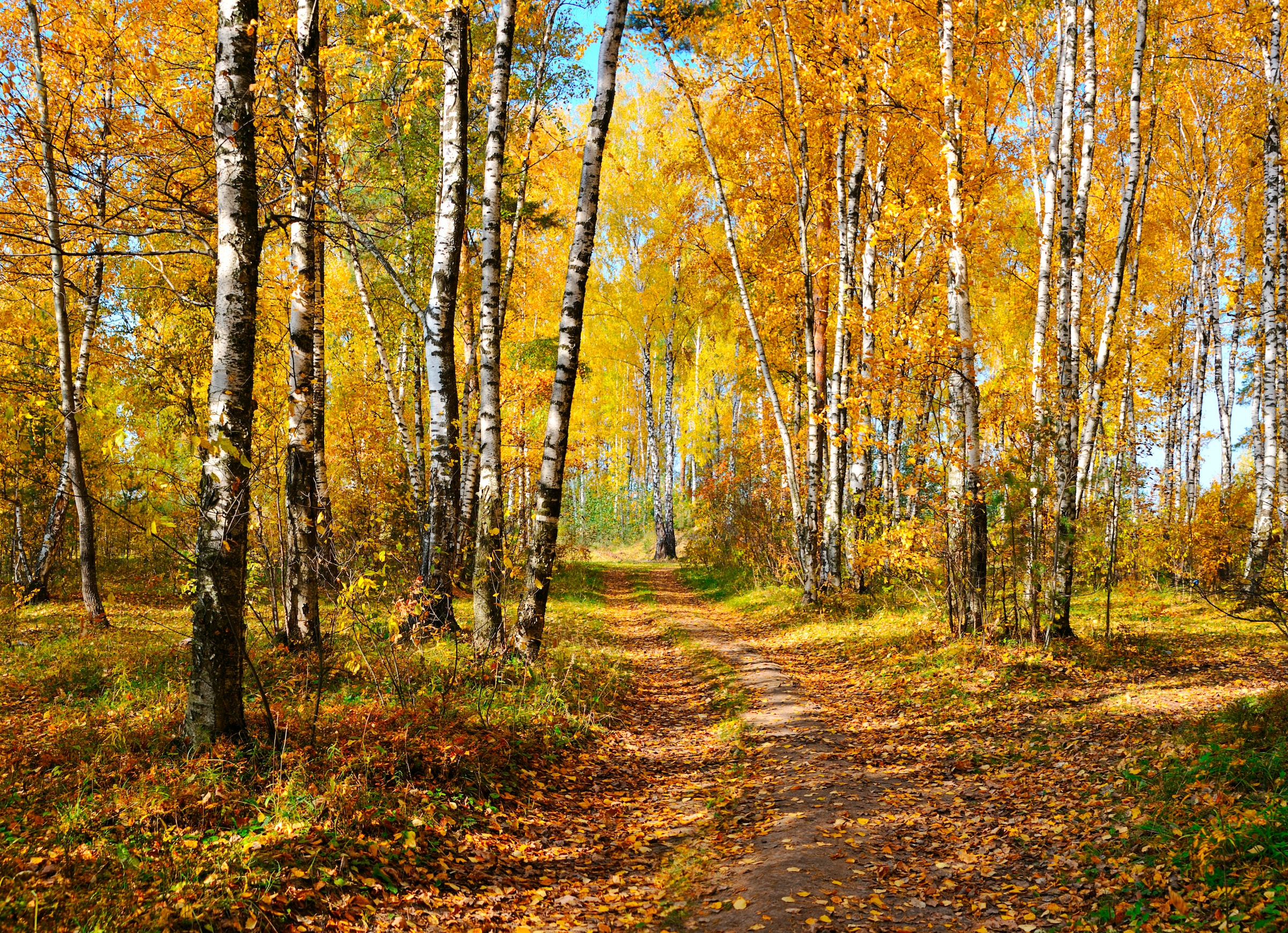 Papermoon Fototapete »Autumn Forest« glatt günstig online kaufen