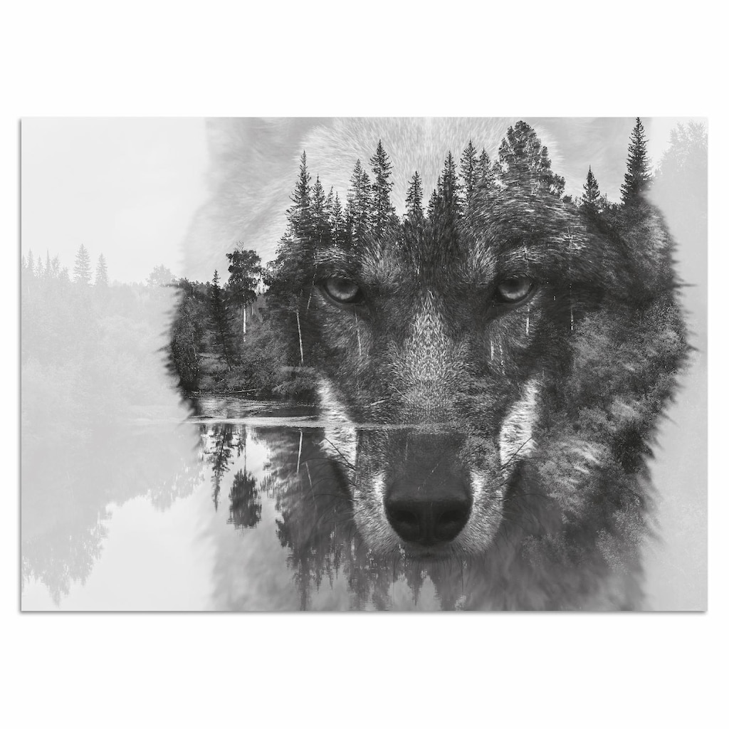 Home affaire Acrylglasbild »Wolf«