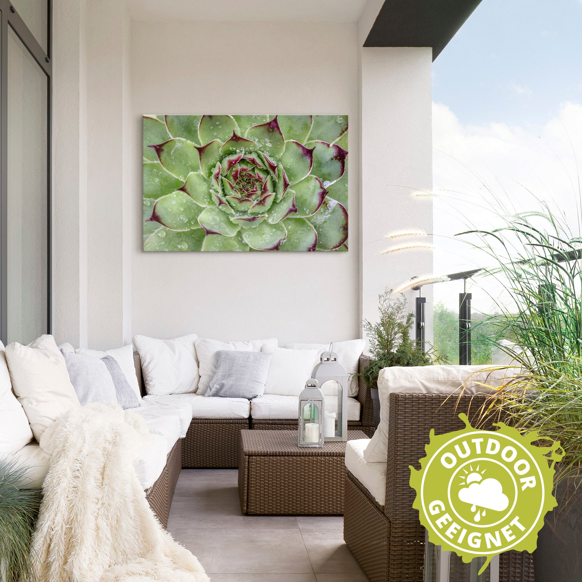 Artland Wandbild »Sukkulente mit Regentropfen«, Pflanzenbilder, (1 St.), als Alubild, Outdoorbild, Leinwandbild in verschied. Größen
