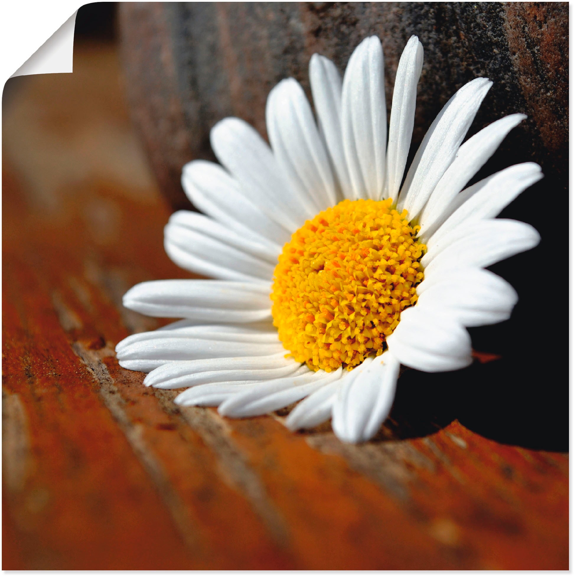Artland Poster »Margeriten Stillleben«, Blumen, (1 St.), als Leinwandbild, Wandaufkleber oder Poster in versch. Größen