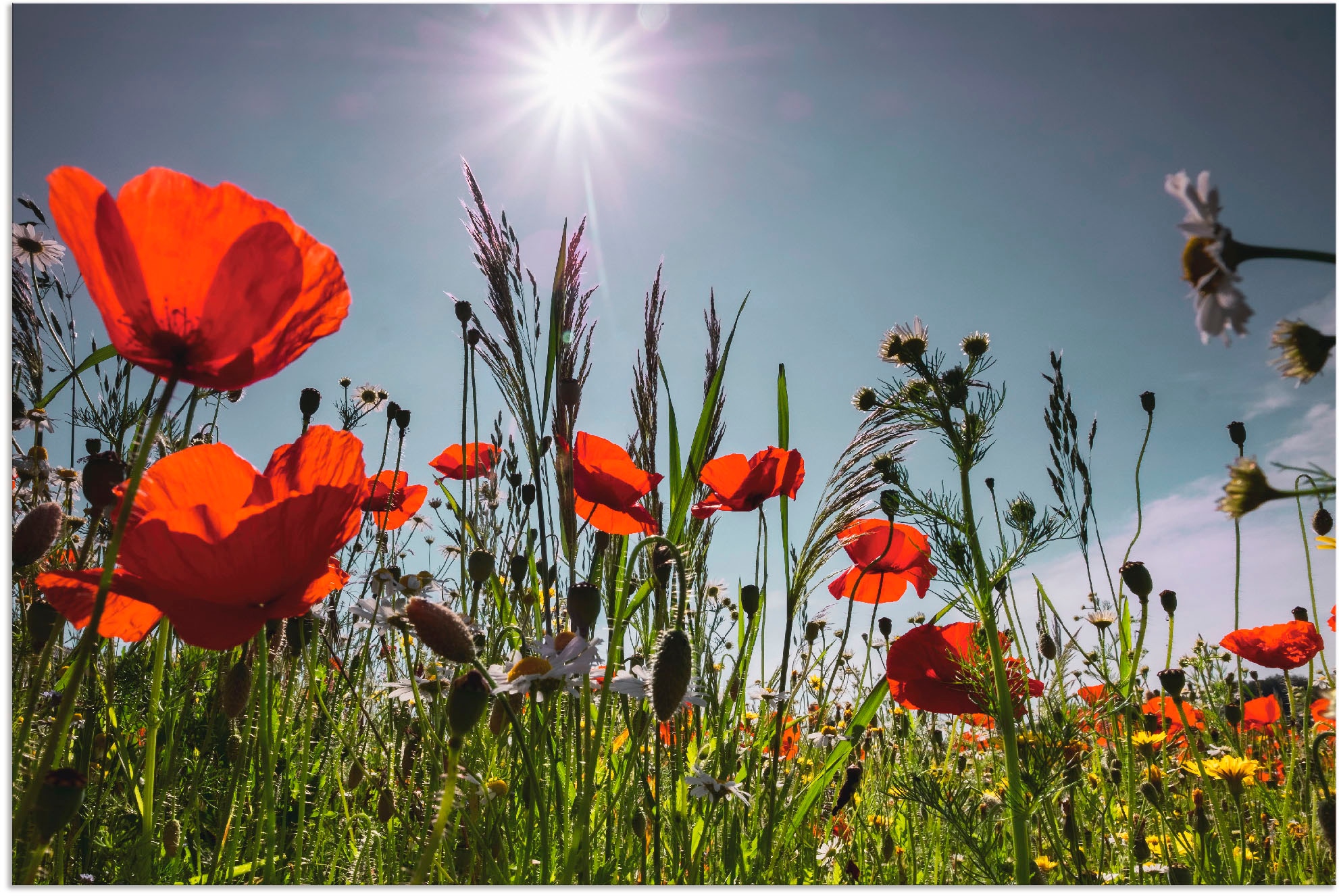 Artland Wandbild »Mohnblumenwiese«, Blumenwiese, (1 St.), als Alubild, Outd günstig online kaufen