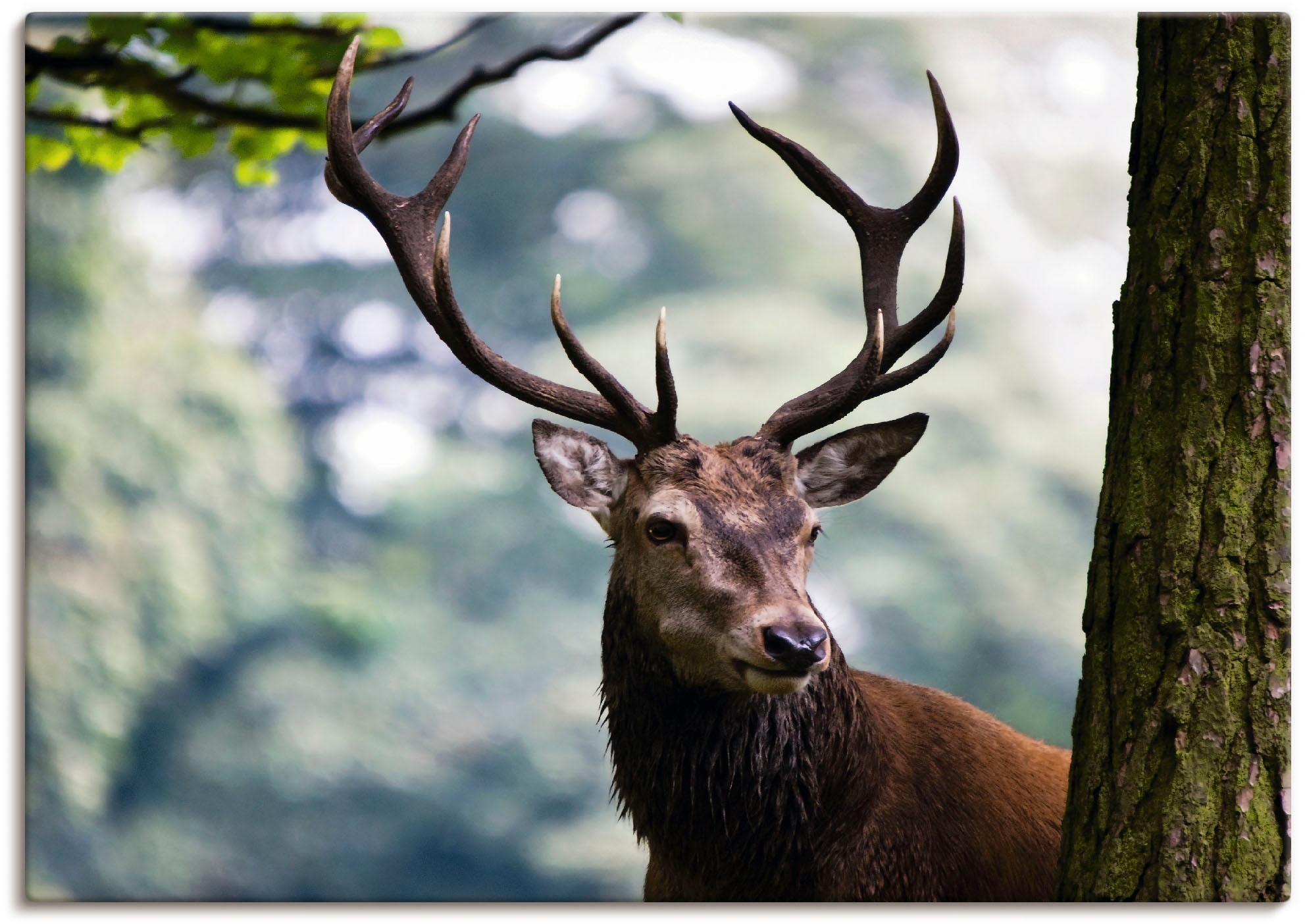 Artland Wandbild »Hirsch«, Wildtiere, (1 St.), als Alubild, Outdoorbild, Leinwandbild, Poster in verschied. Größen