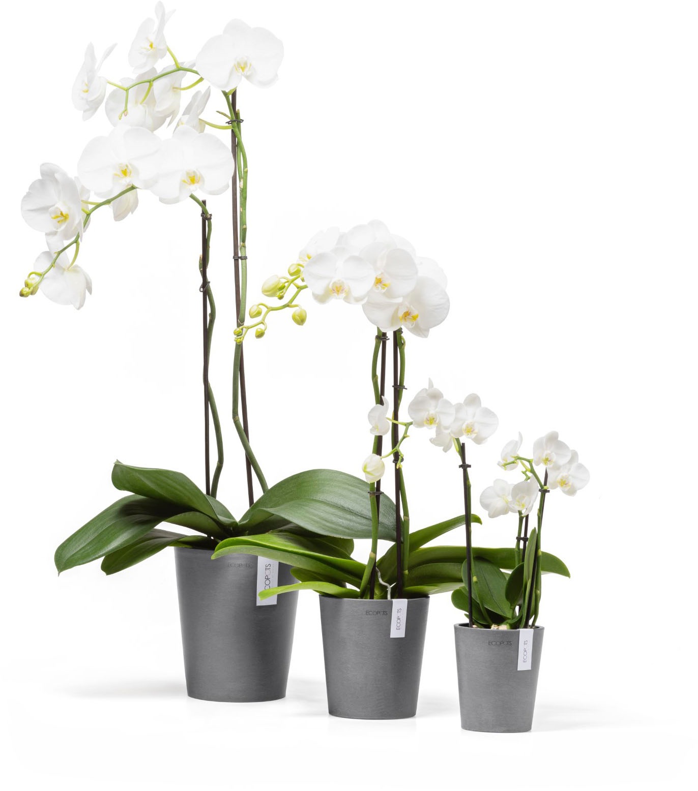 ECOPOTS Blumentopf »Morinda Orchidee 11 Grau« für den Innenbereich