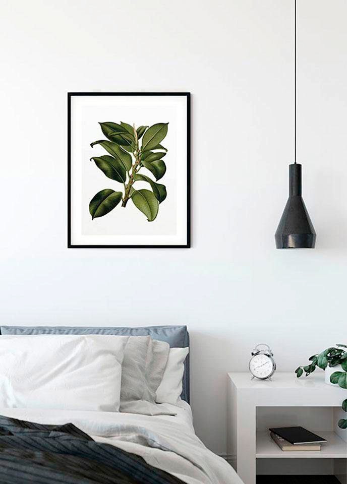 Komar Bild »Elastica Tree«, Pflanzen-Blätter, (1 St.), Wandbild zur Dekoration - ohne Rahmen