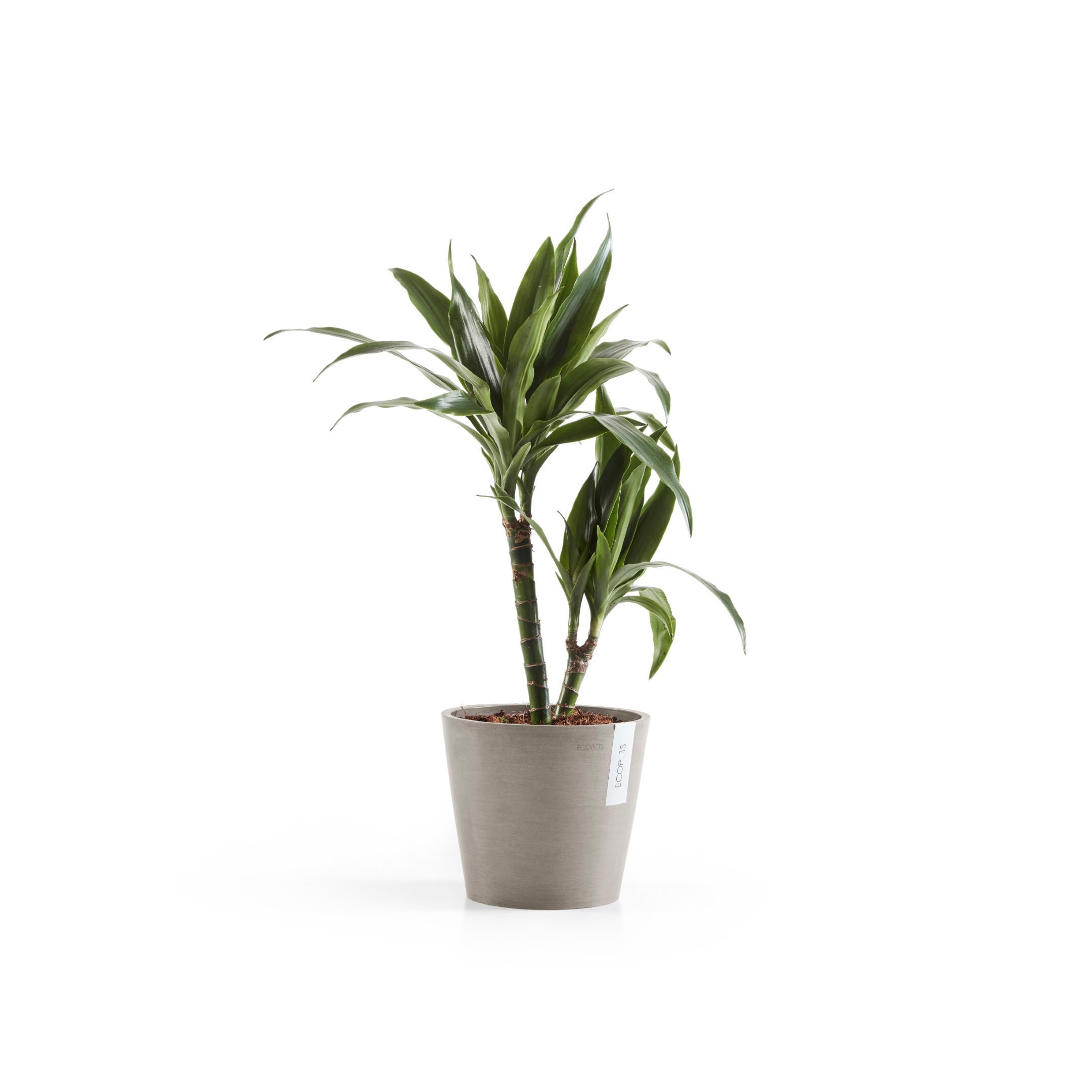 ECOPOTS Blumentopf »Amsterdam«, ØxH: 20x17,5 cm