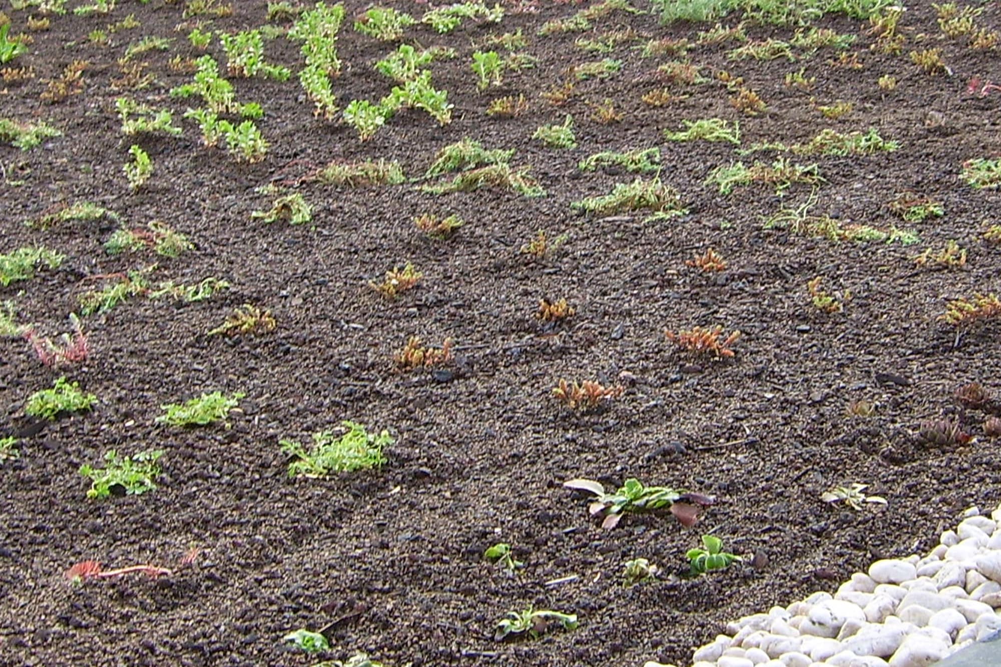 Skanholz Pflanzeinsatz »Dachbegrünung« für Carport Emsland/Wendland