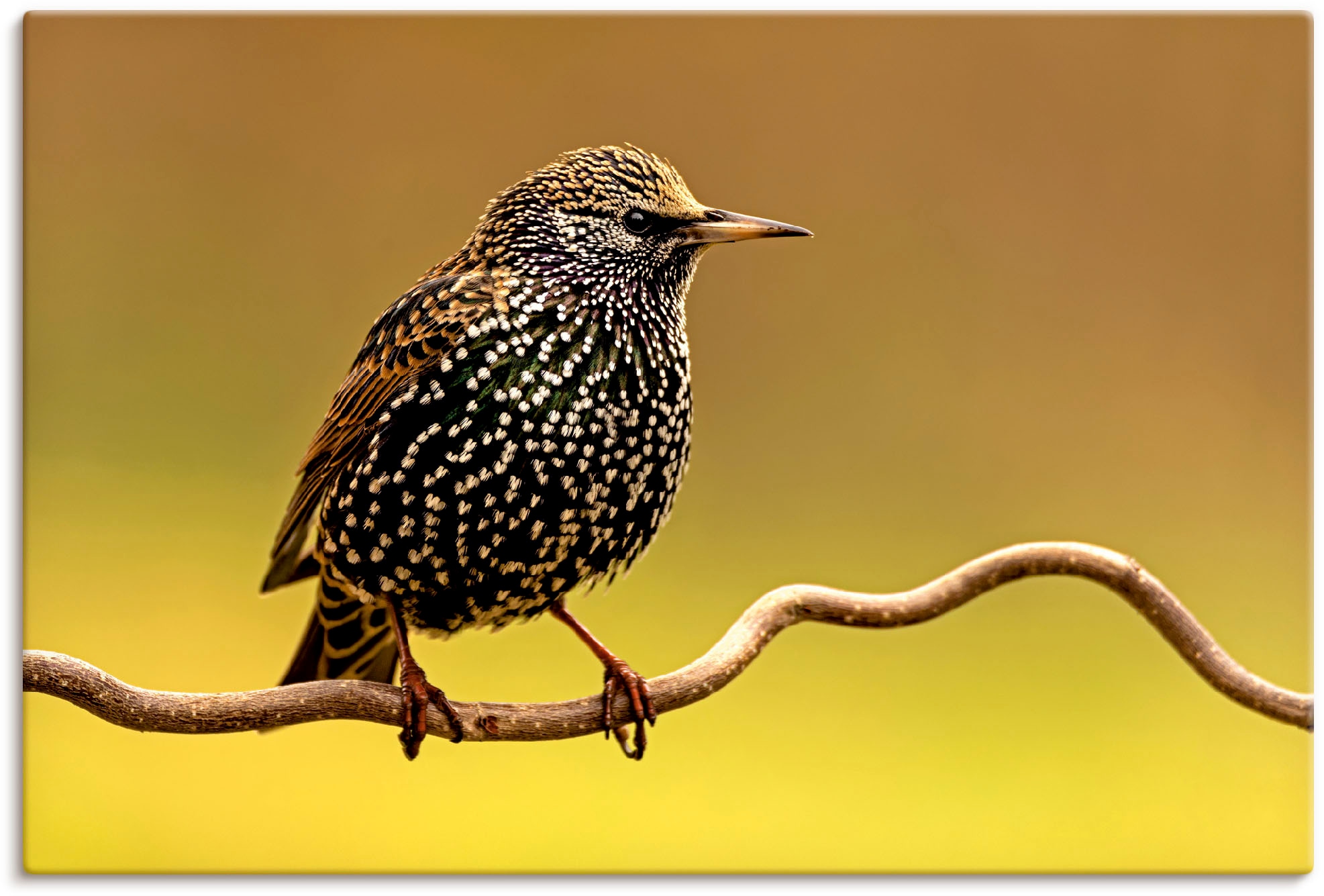 Artland Wandbild »Star«, Vogelbilder, (1 St.), als Leinwandbild, Poster in günstig online kaufen