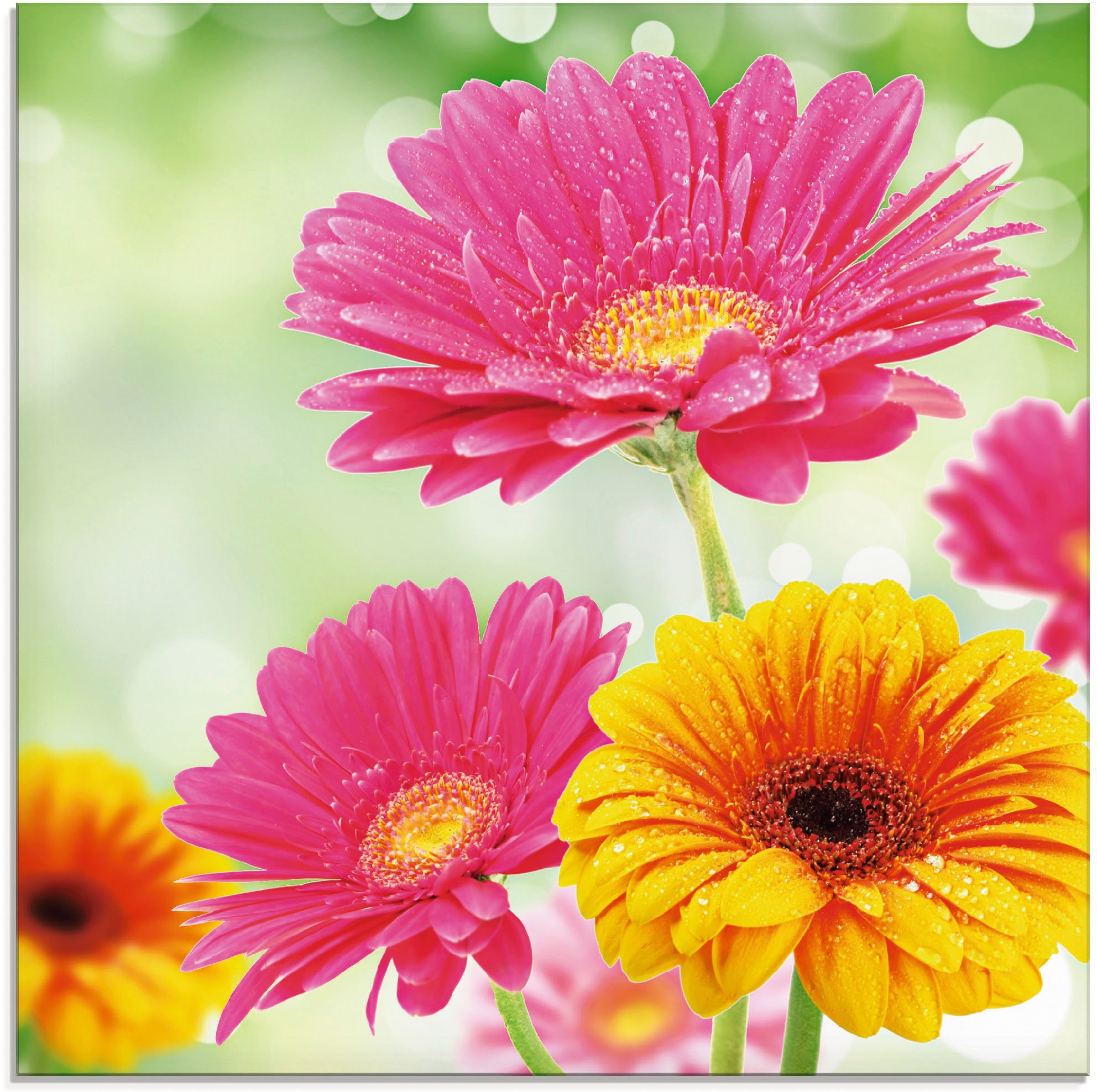 Artland Glasbild »Natürliche Romantik - Gerberas«, Blumen, (1 St.), in verschiedenen Größen