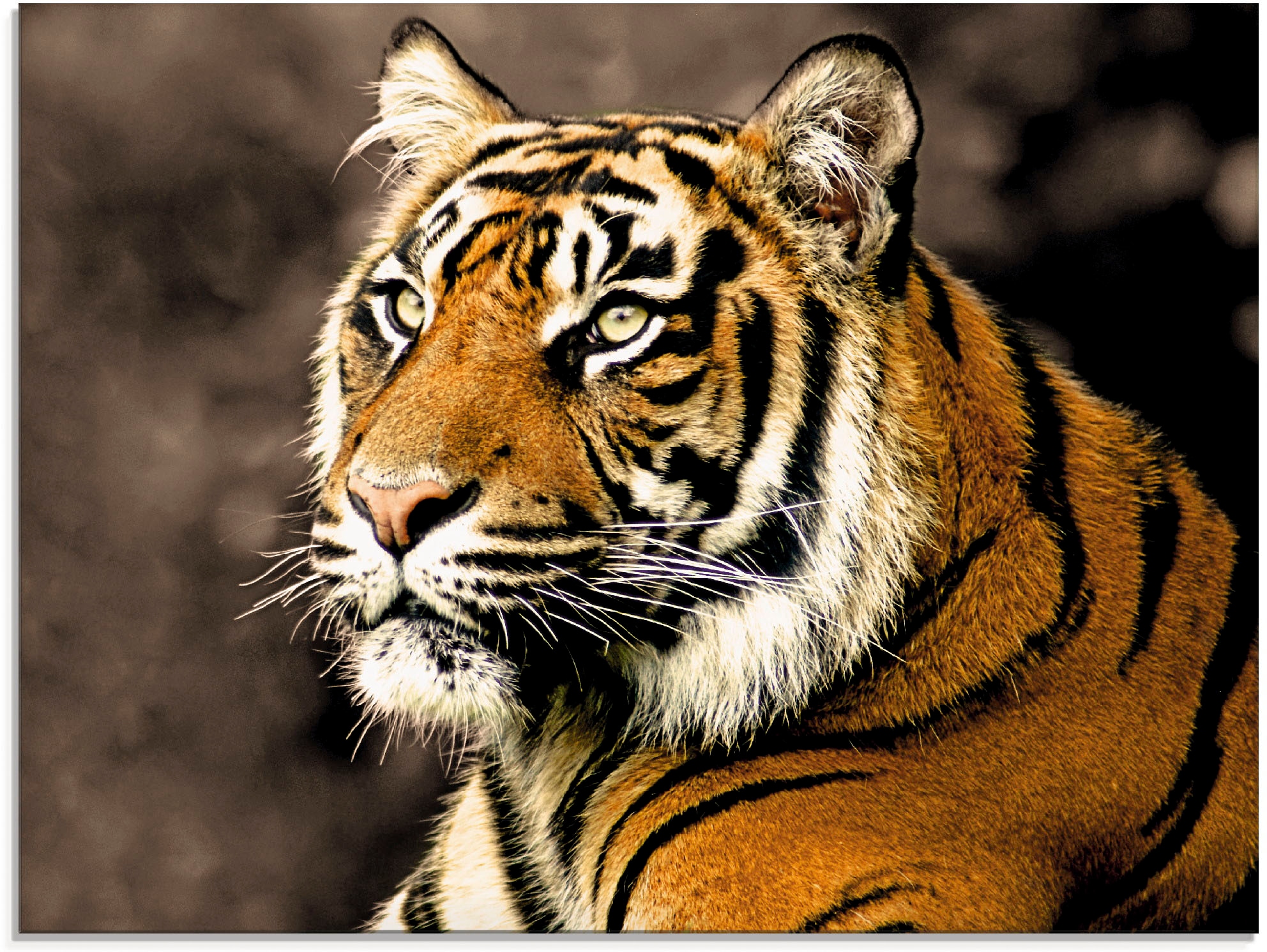 Artland Glasbild »Tiger_sepia«, Wildtiere, (1 St.), in verschiedenen Größen günstig online kaufen