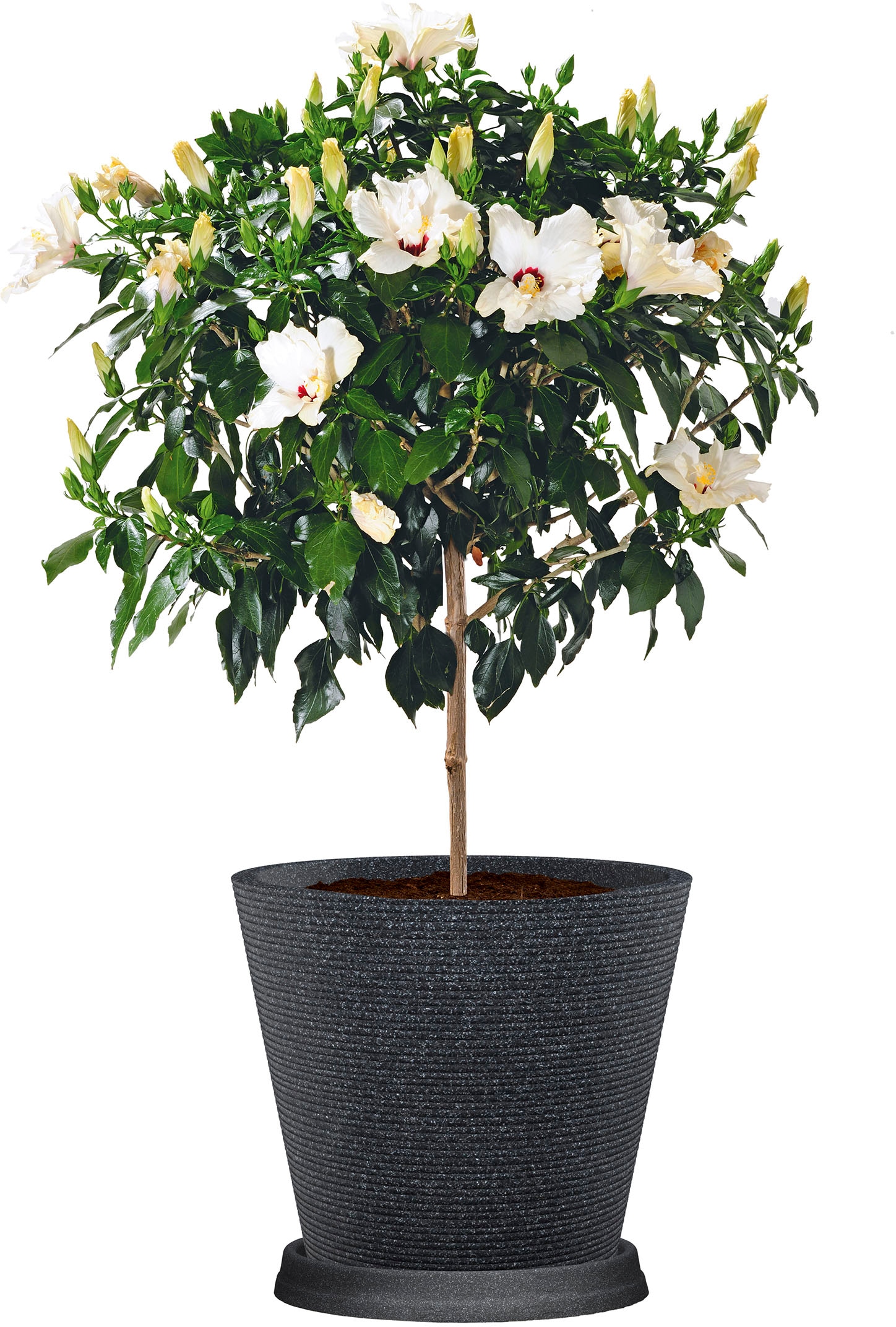Scheurich Blumentopf »Coneo 40«, (Set, 2 St.), mit Untersetzern aus Kunststoff