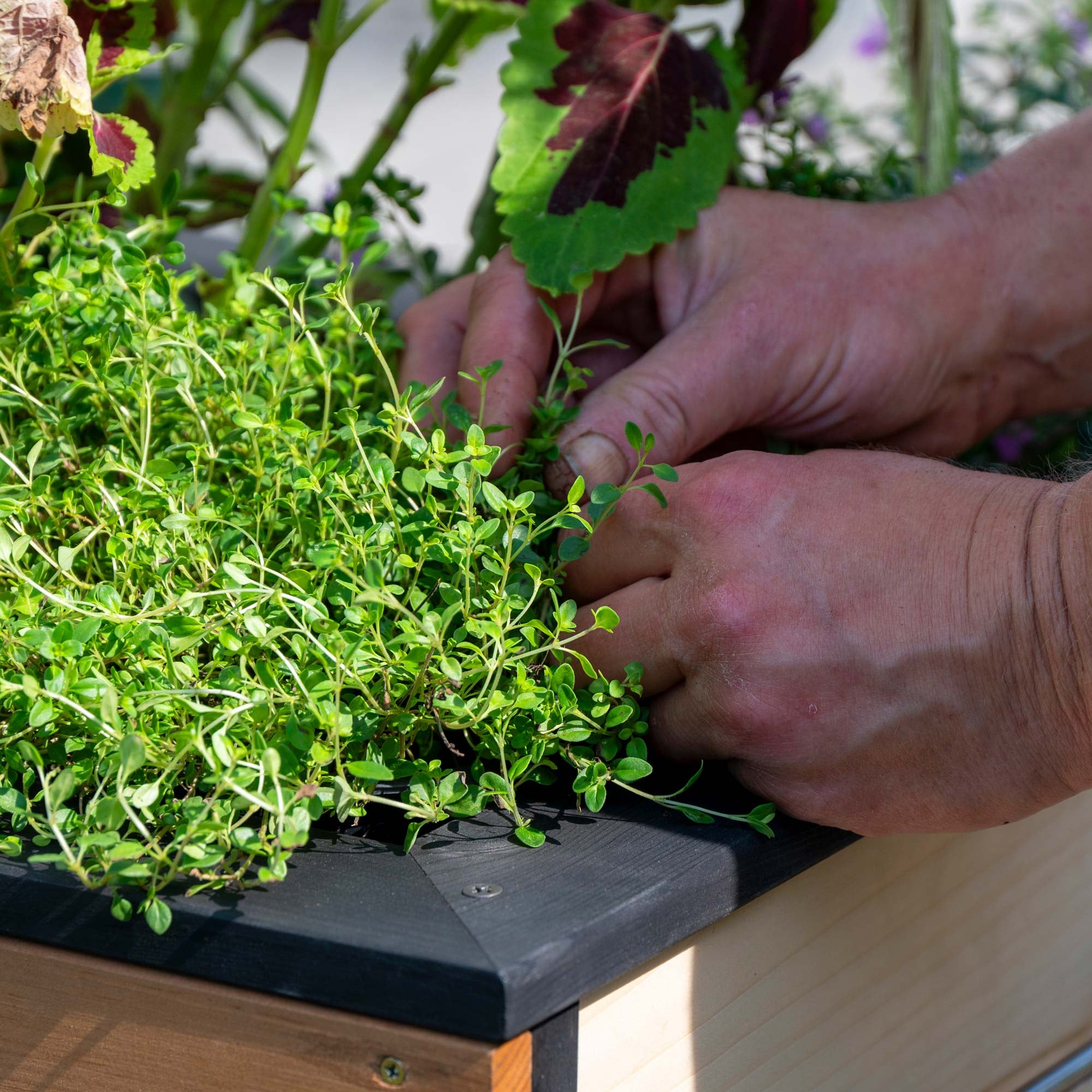 dobar Hochbeet »"Wheely" auf Rollen Gr. M« Das Hochbeet ist ca. 77 x 47 x 88 cm (L x B x H) groß