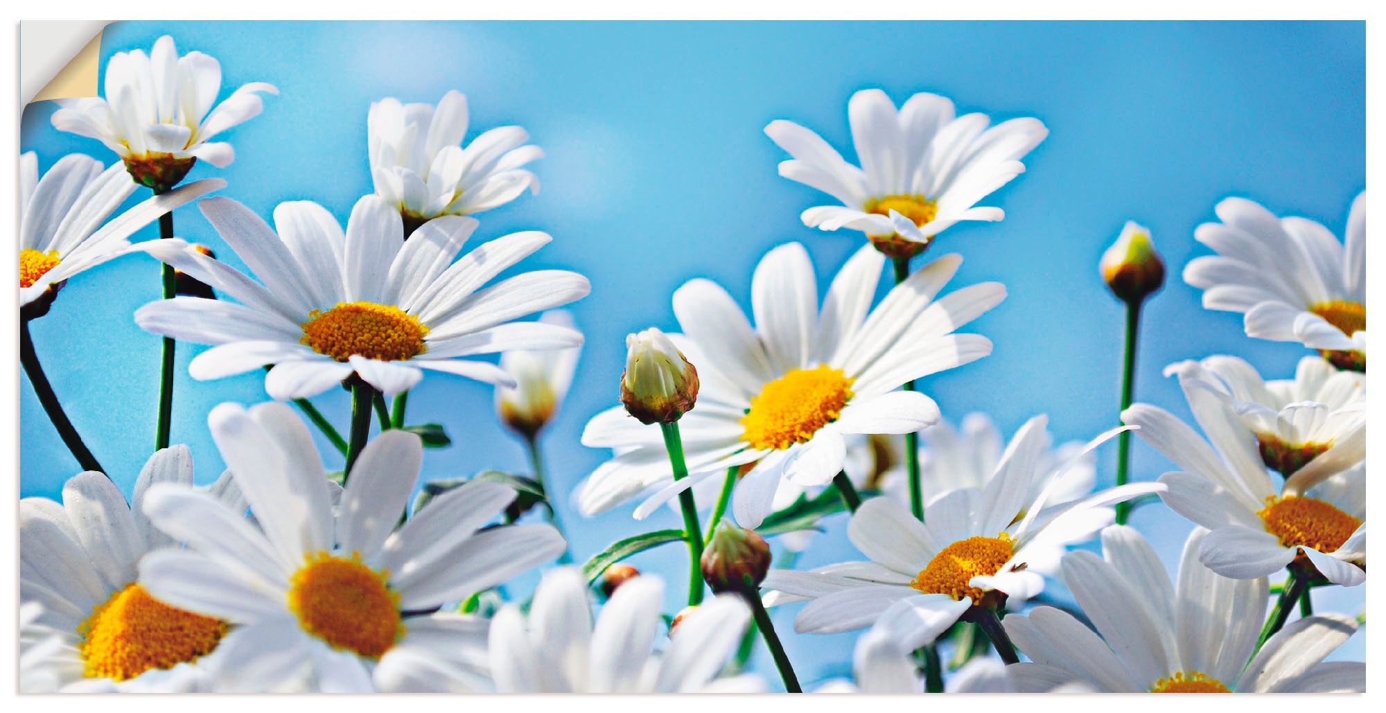 Artland Wandbild »Blumen - Margeriten«, Blumen, (1 St.), als Alubild, Leinwandbild,... kaufen