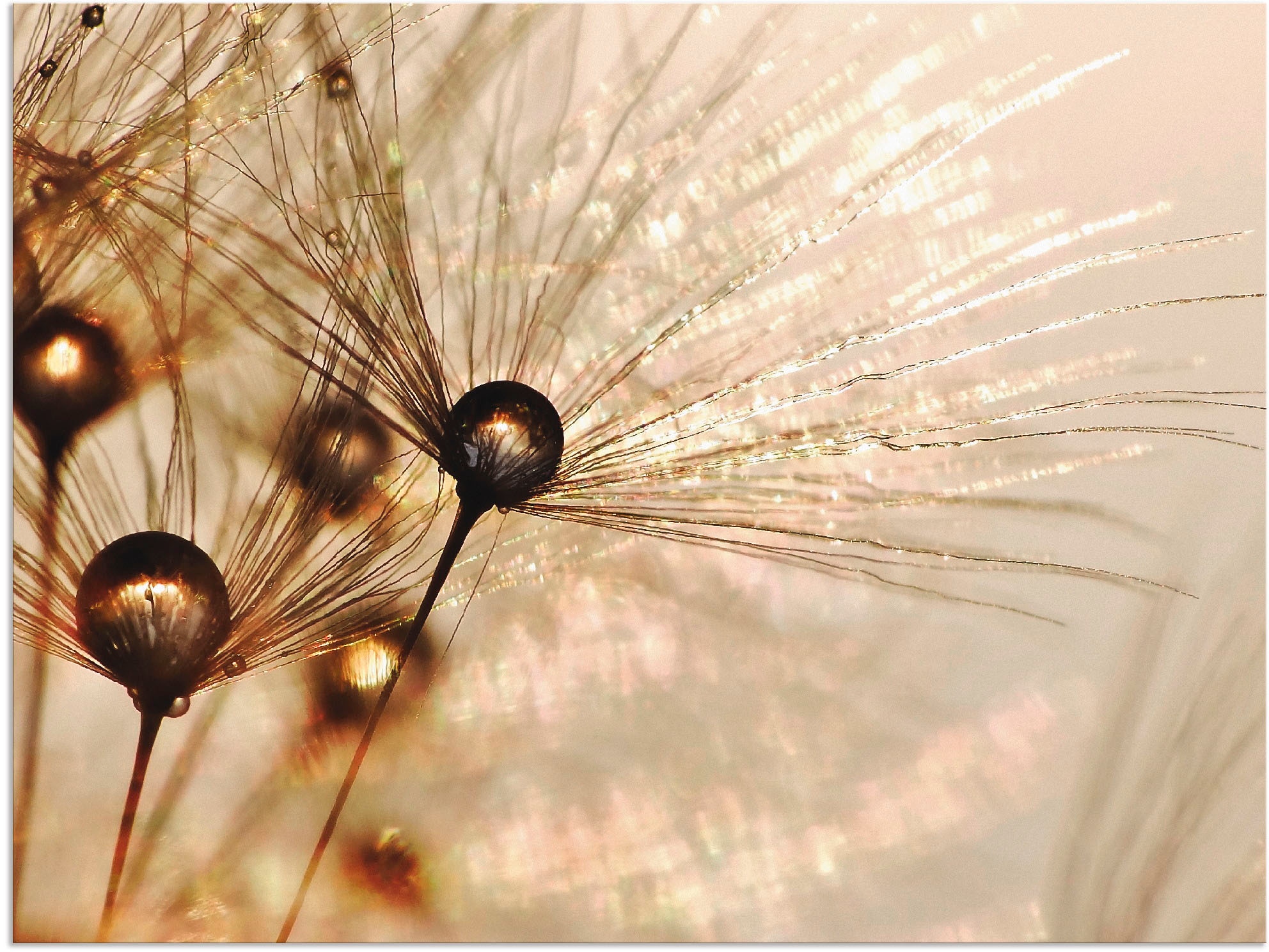 Artland Wandbild »Pusteblume Goldener Tropfen« 1 Stk. tlg. als Alubild, Out günstig online kaufen