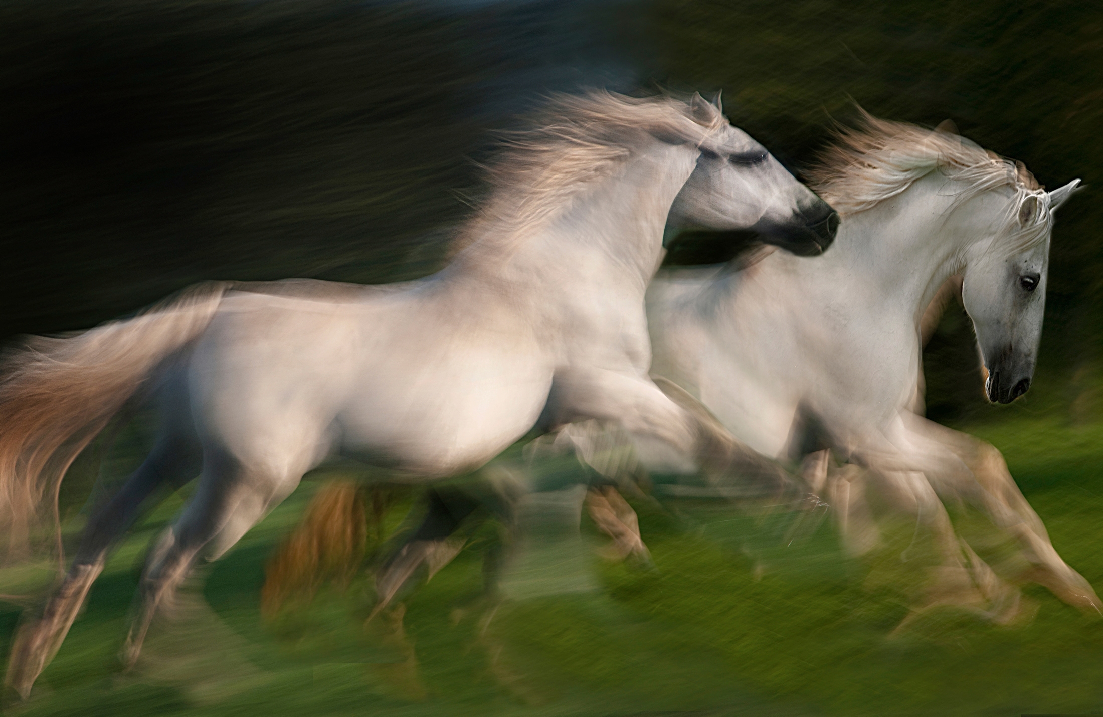 Papermoon Fototapete »Photo-Art MILAN MALOVRH, GALOPP FÜR ZWEI GALOPP« günstig online kaufen