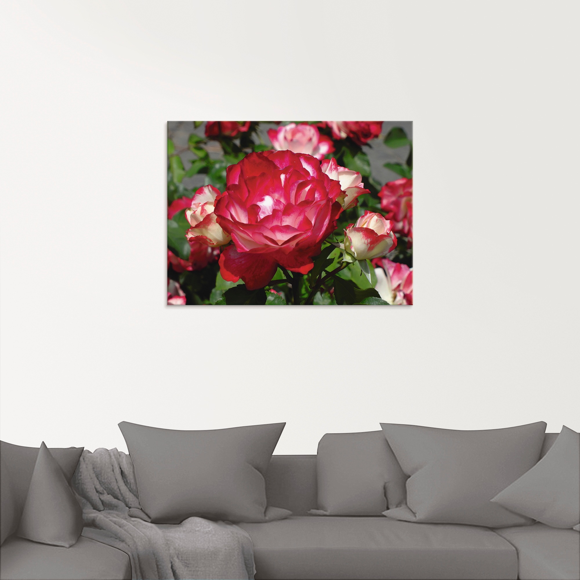 Artland Glasbild »Rot weiße Rosenblüte«, Blumen, (1 St.), in verschiedenen Größen