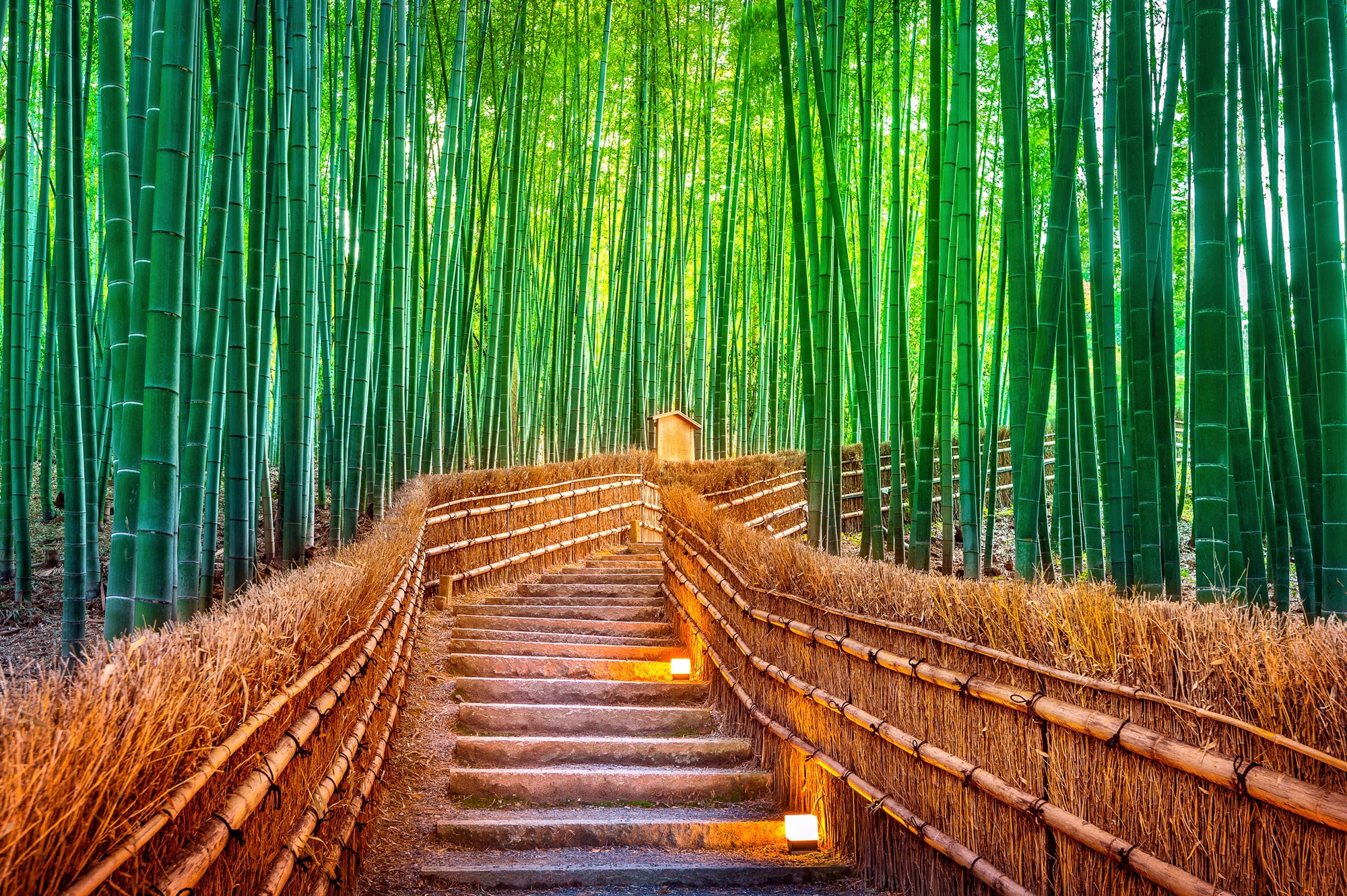 Papermoon Fototapete »BAMBUS-WALD-KYOTO« günstig online kaufen