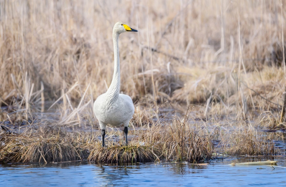 Papermoon Fototapete »Vogel«