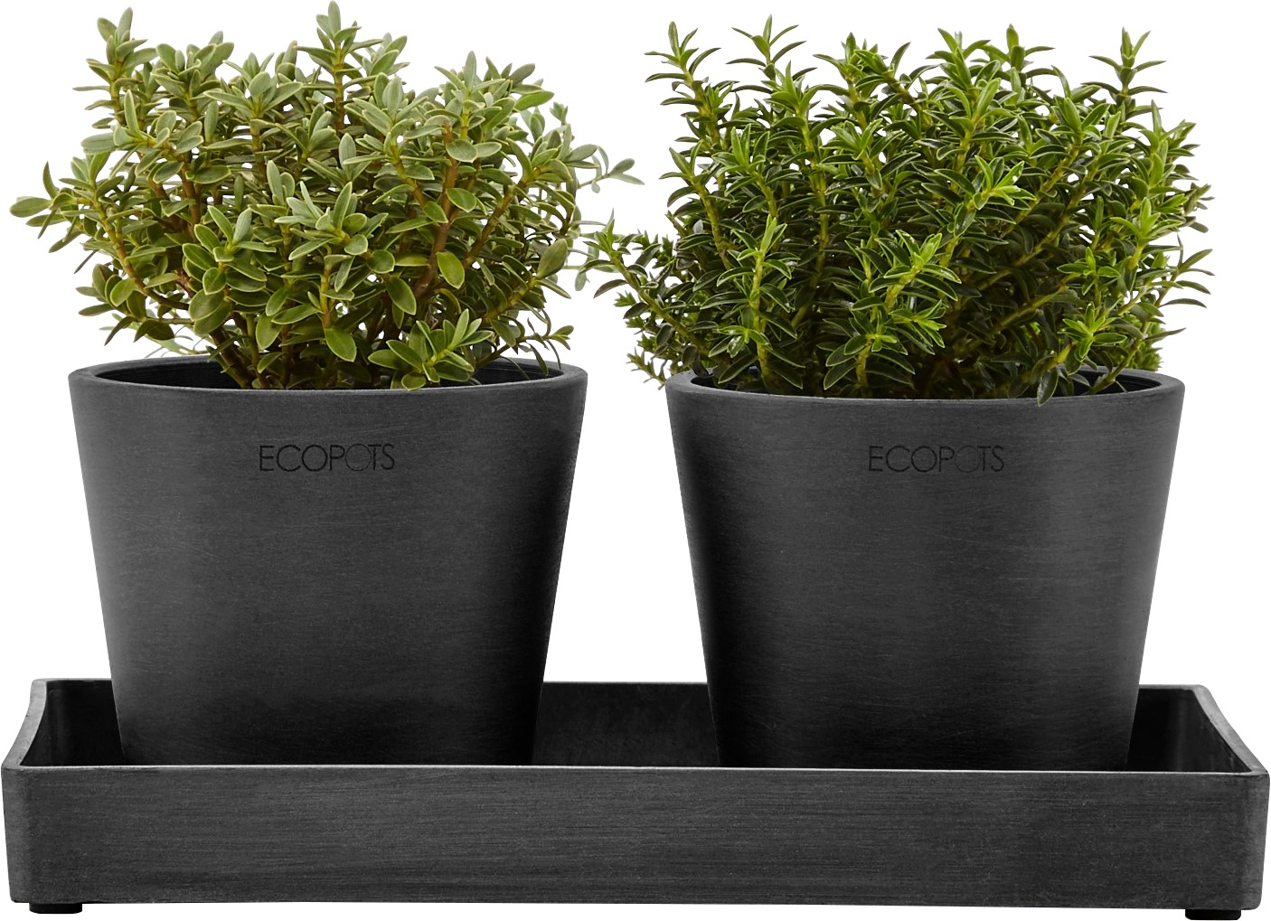 ECOPOTS Blumentopfuntersetzer »DISPLAY PLATTER«, für Ecopots Amsterdam, BxTxH: 15x15x2,5 cm