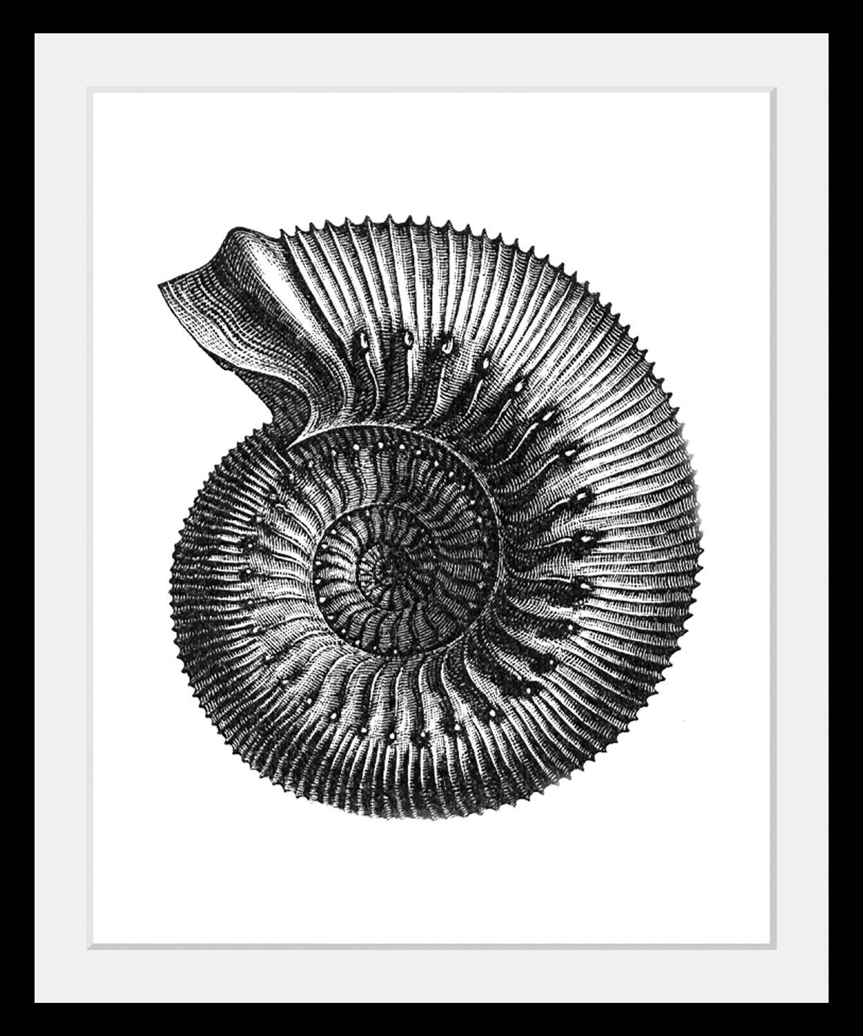queence Bild »Bernd« Kunst   Meer   Schwarz-Weiß   Wassertiere 1 Stk. tlg. günstig online kaufen